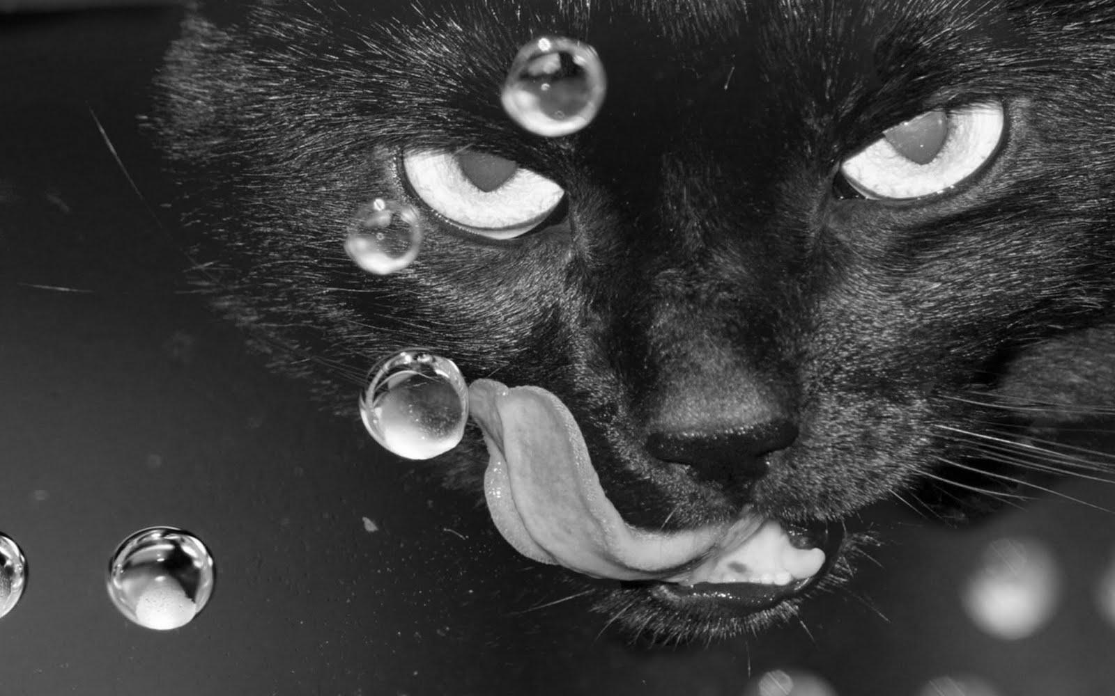 1600x1000 Best Black And White Wallpaper