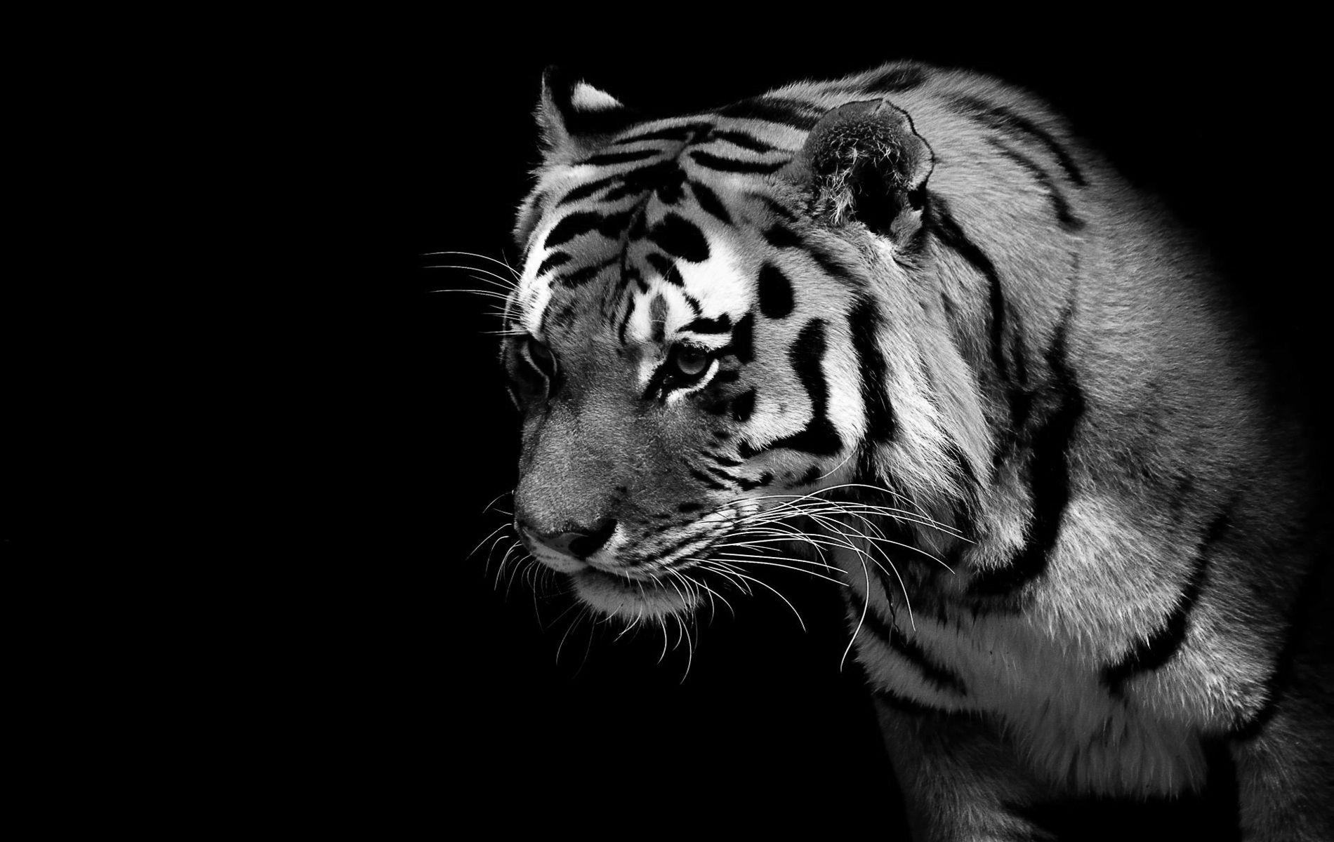 1900x1200 Black And White Animal Wallpaper Best Black Tiger Wallpaper