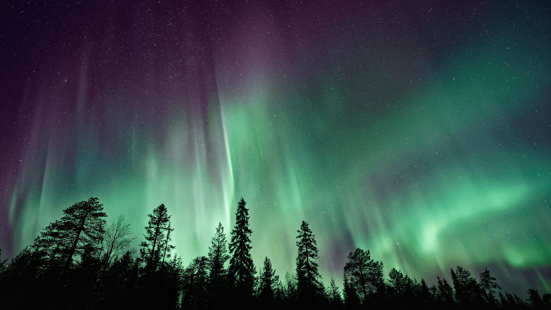 1920x1080 Norway, polar night, starry night, nature, aurorae, stars, forest, sky, trees, HD Wallpaper