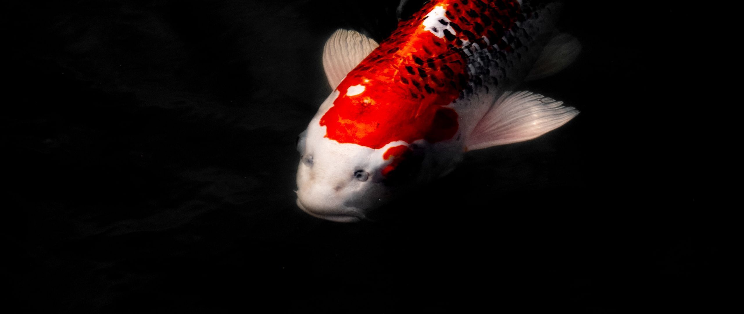 2560x1080 Download wallpaper 2560x1080 koi carp, fish, water, underwater dual wide 1080p HD background