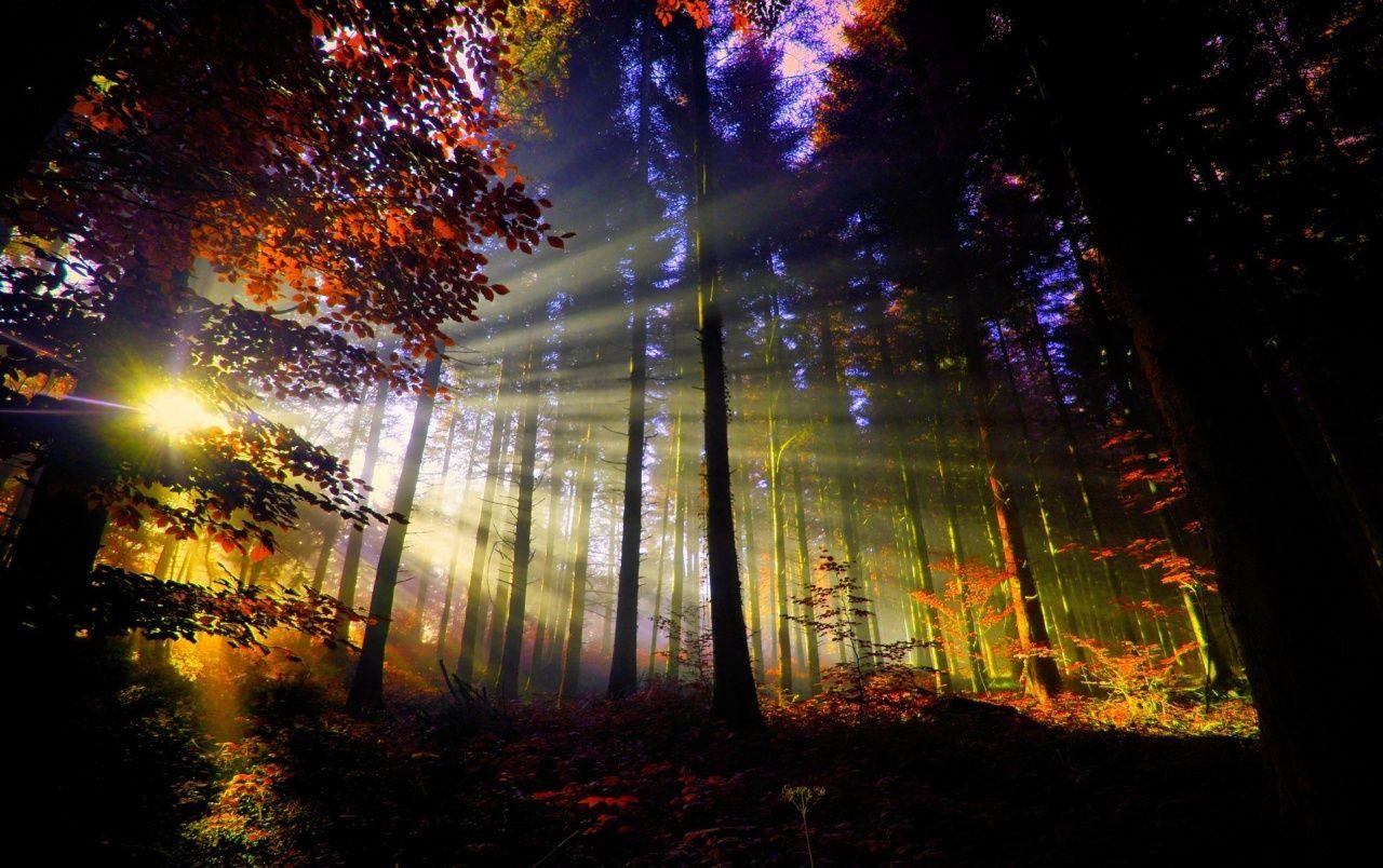 1280x804 Sunset in the Forest wallpaper. Sunset in the Forest