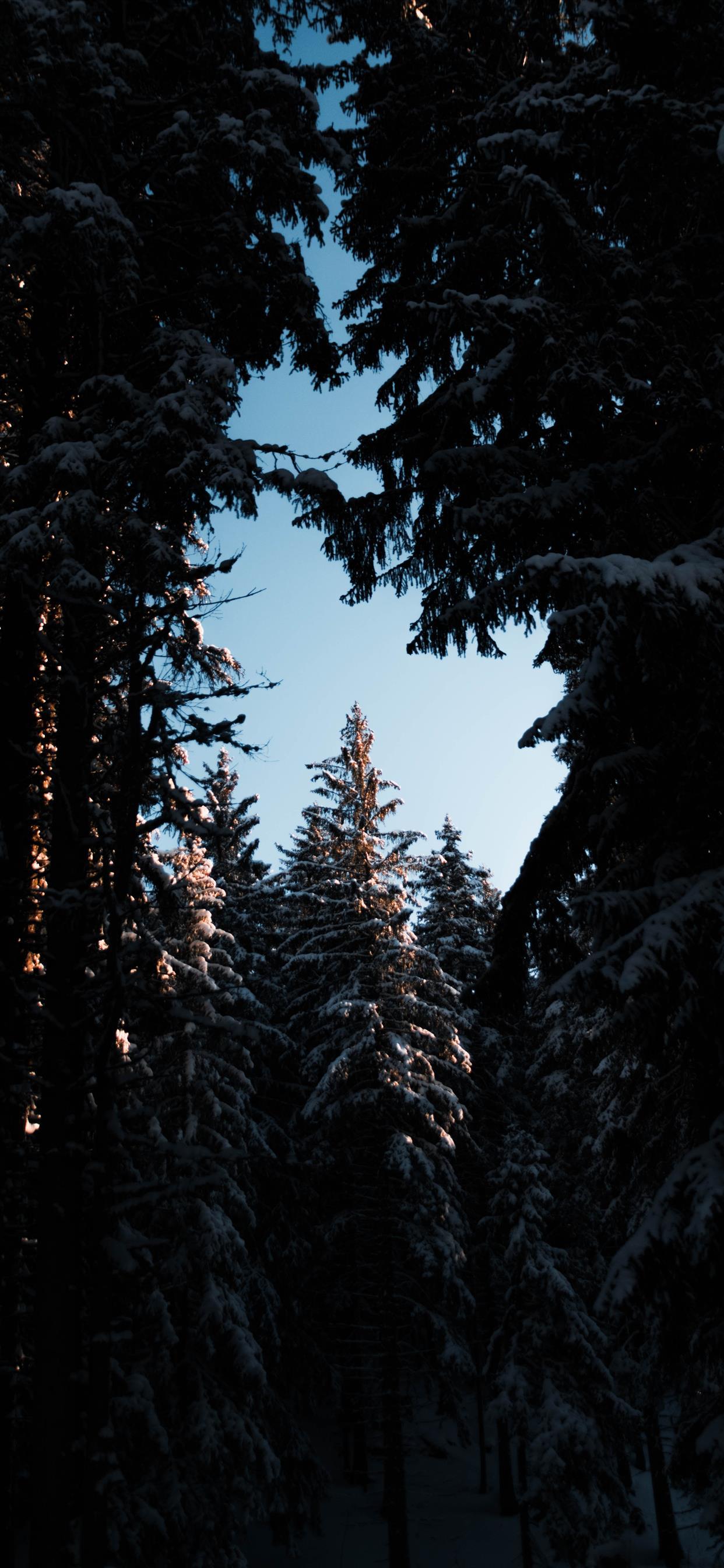 1242x2688 Sunset trough the forest iPhone Wallpaper Free Download