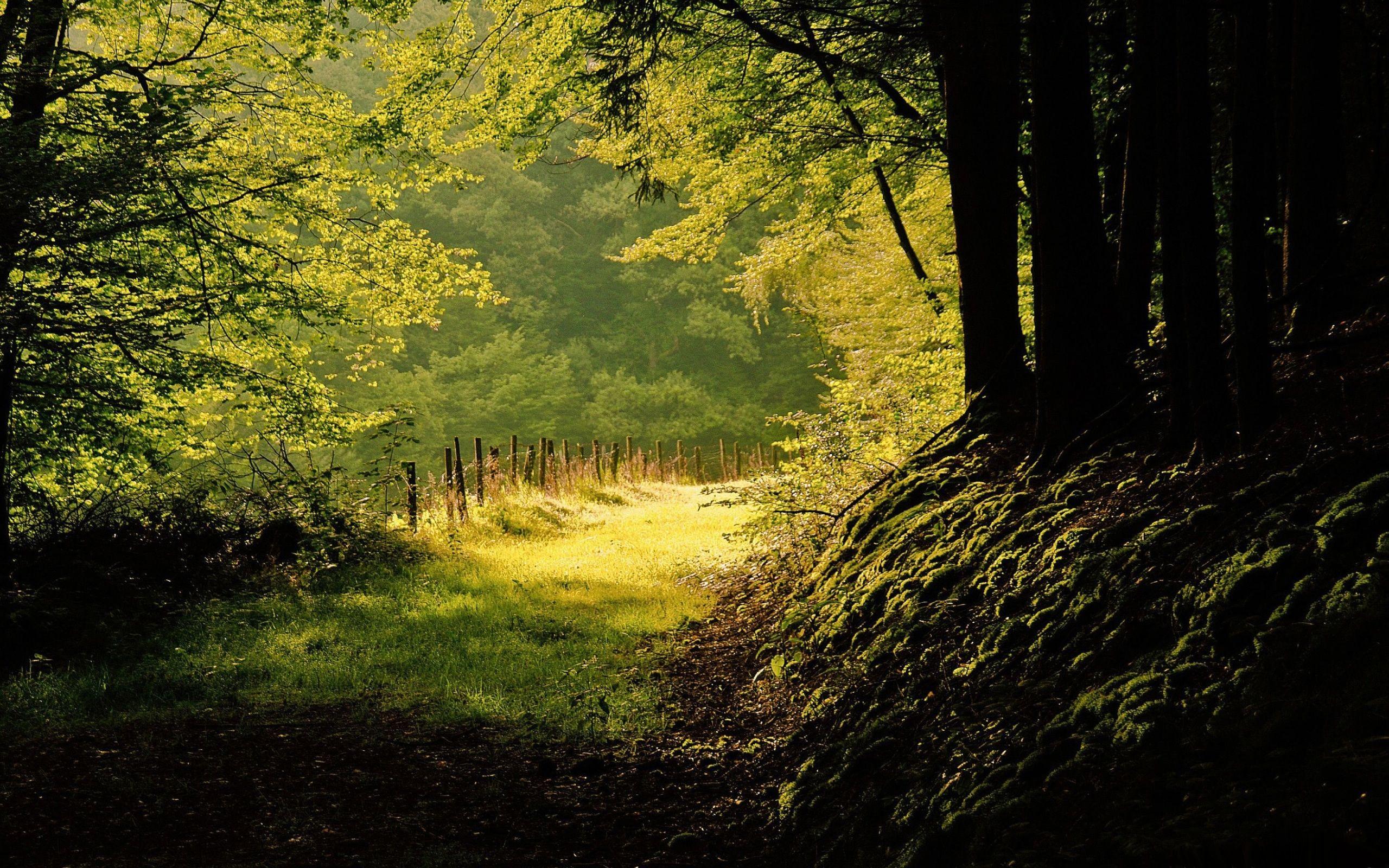 2560x1600 Summer Day In The Forest Mac Wallpaper Download