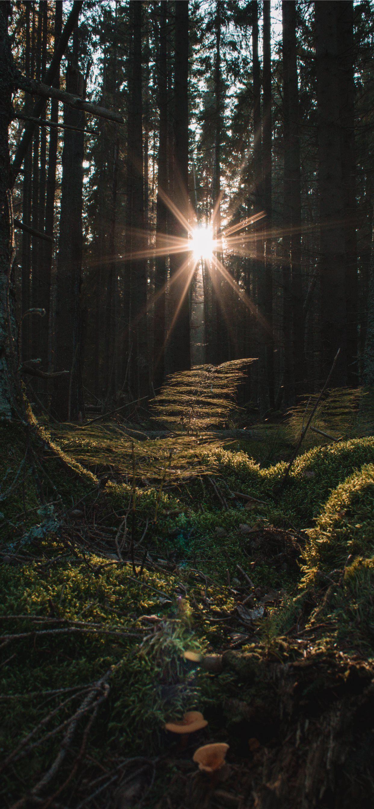 1242x2688 Turns out this light corridor in the forest was hi. iPhone