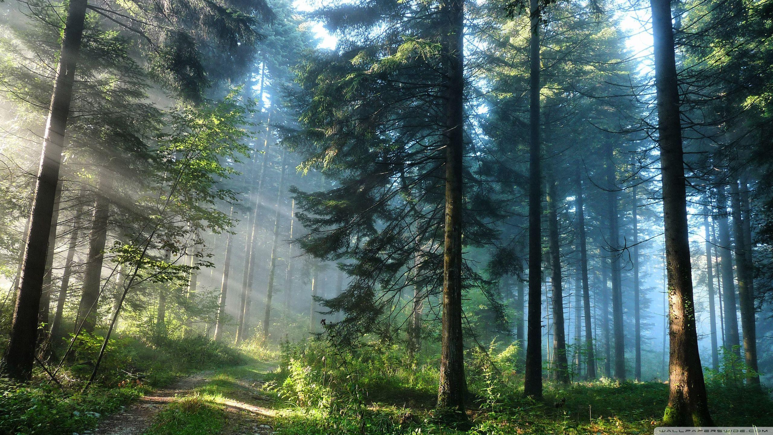 2560x1440 Green Forest Wallpaper HD Background 9 HD Wallpaper