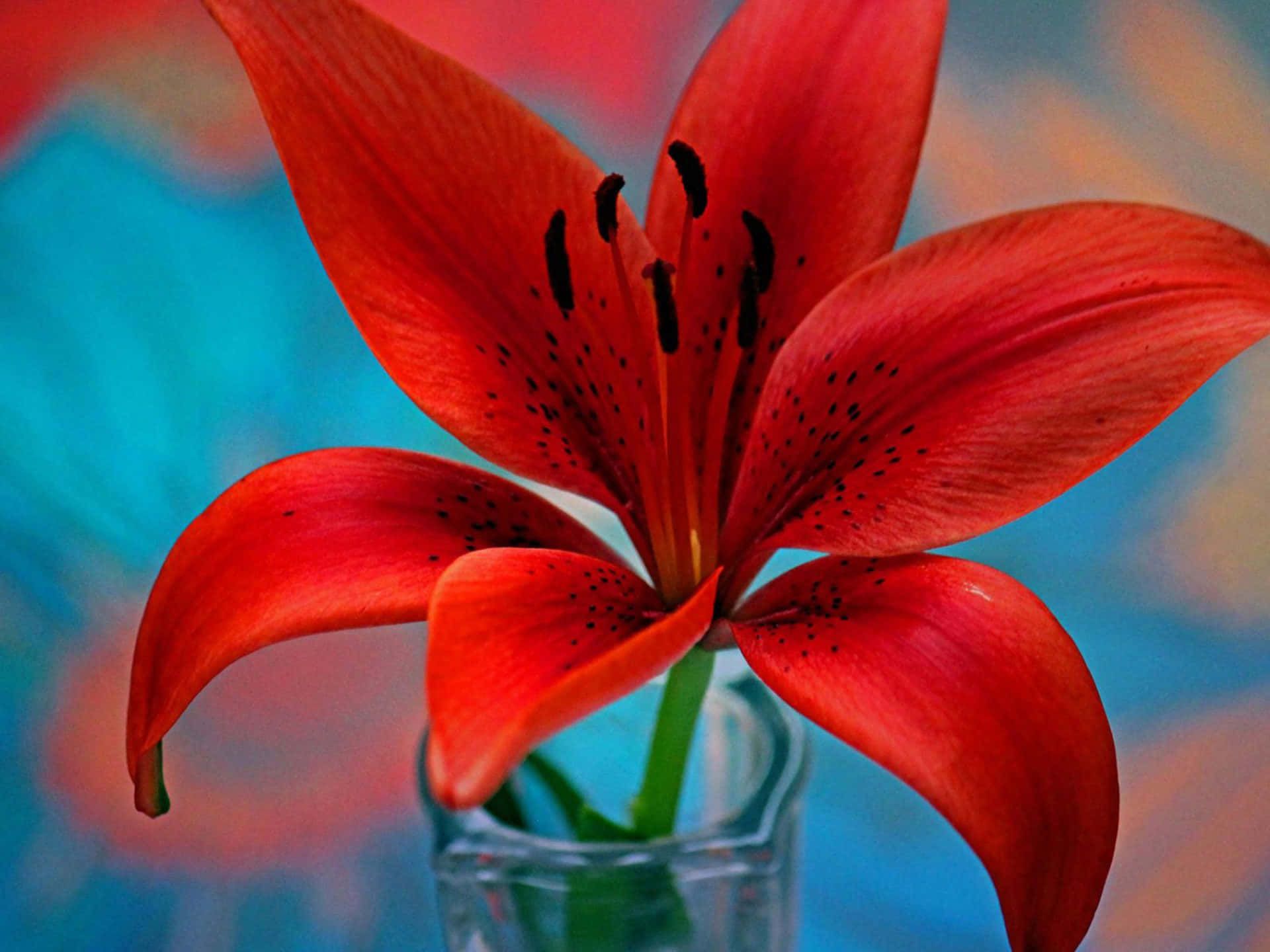 1920x1440 Download Single Red Lily Flower Wallpaper