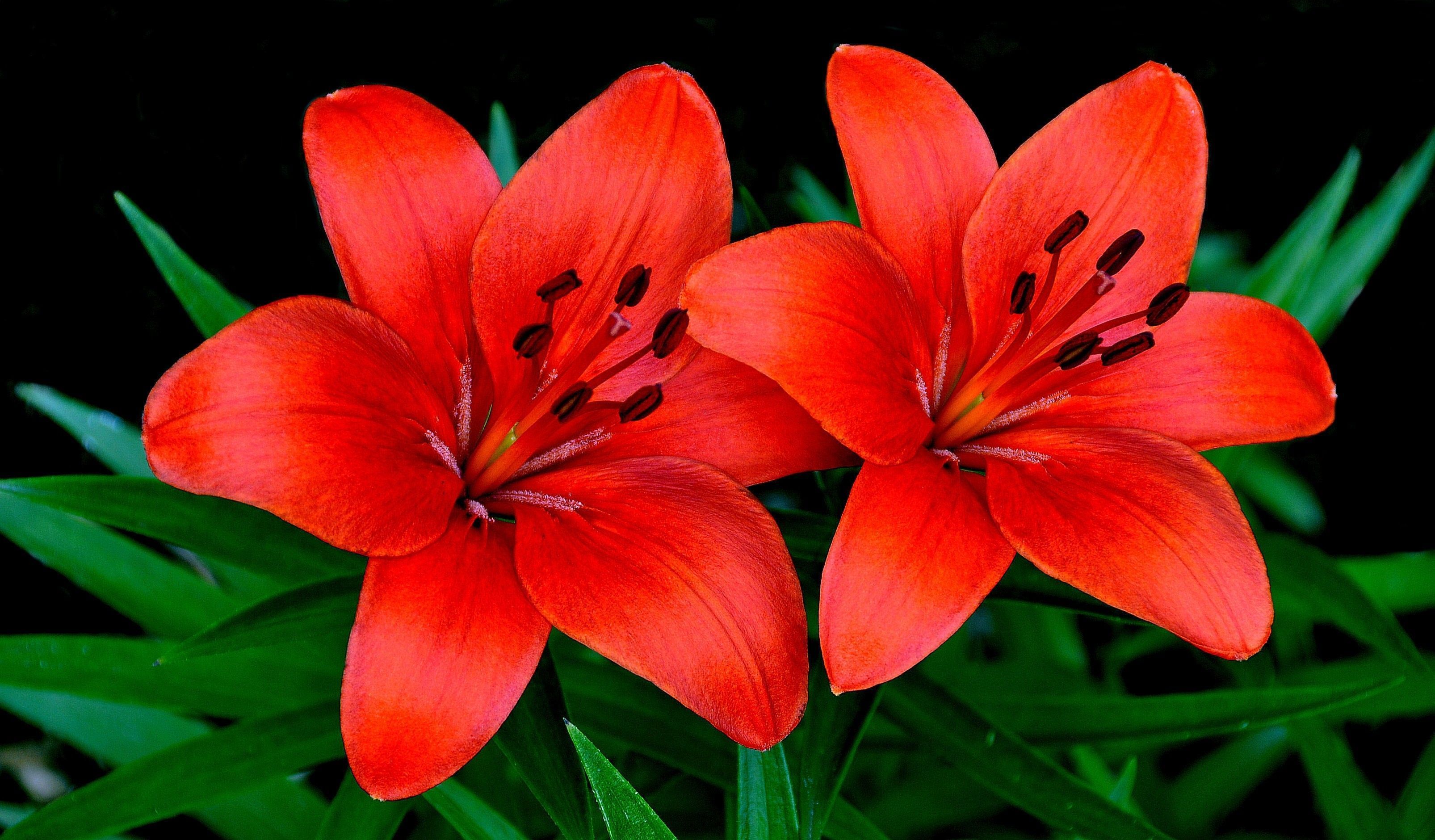 3212x1880 Vibrant Red Lilies: Stunning Close Up Nature HD Wallpaperx1880