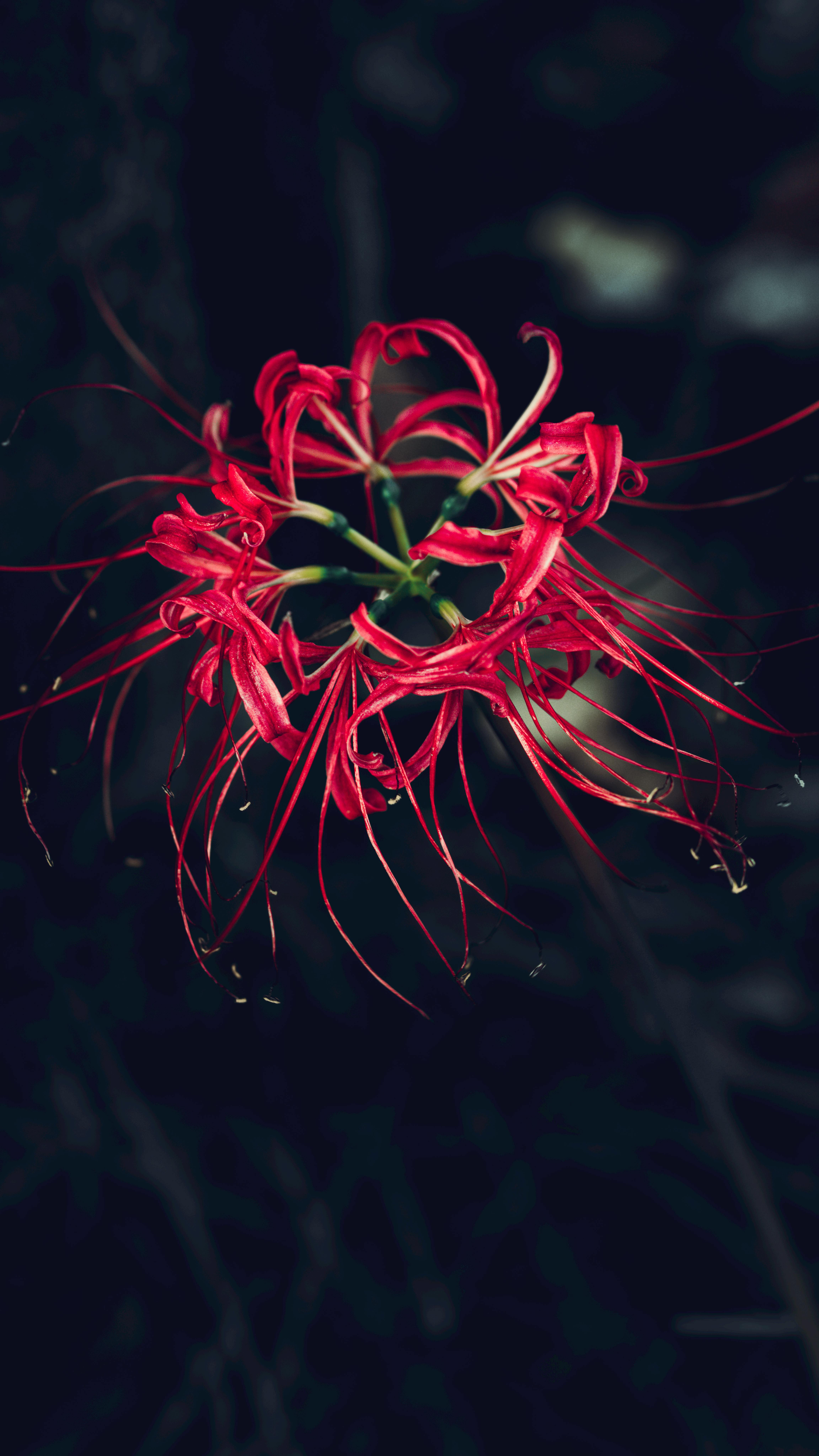 4608x8192 Red Spider Lily Photo, Download The BEST Free Red Spider Lily & HD Image