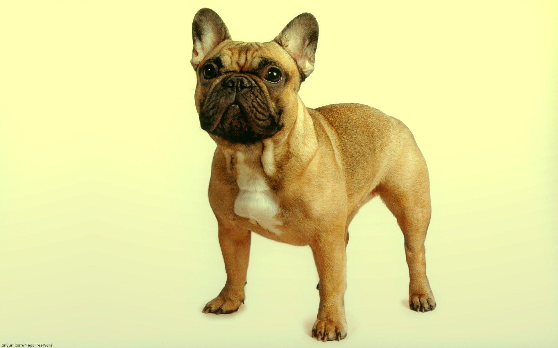 1920x1200 French Bulldog Full HD Wallpaper and Background Imagex1200