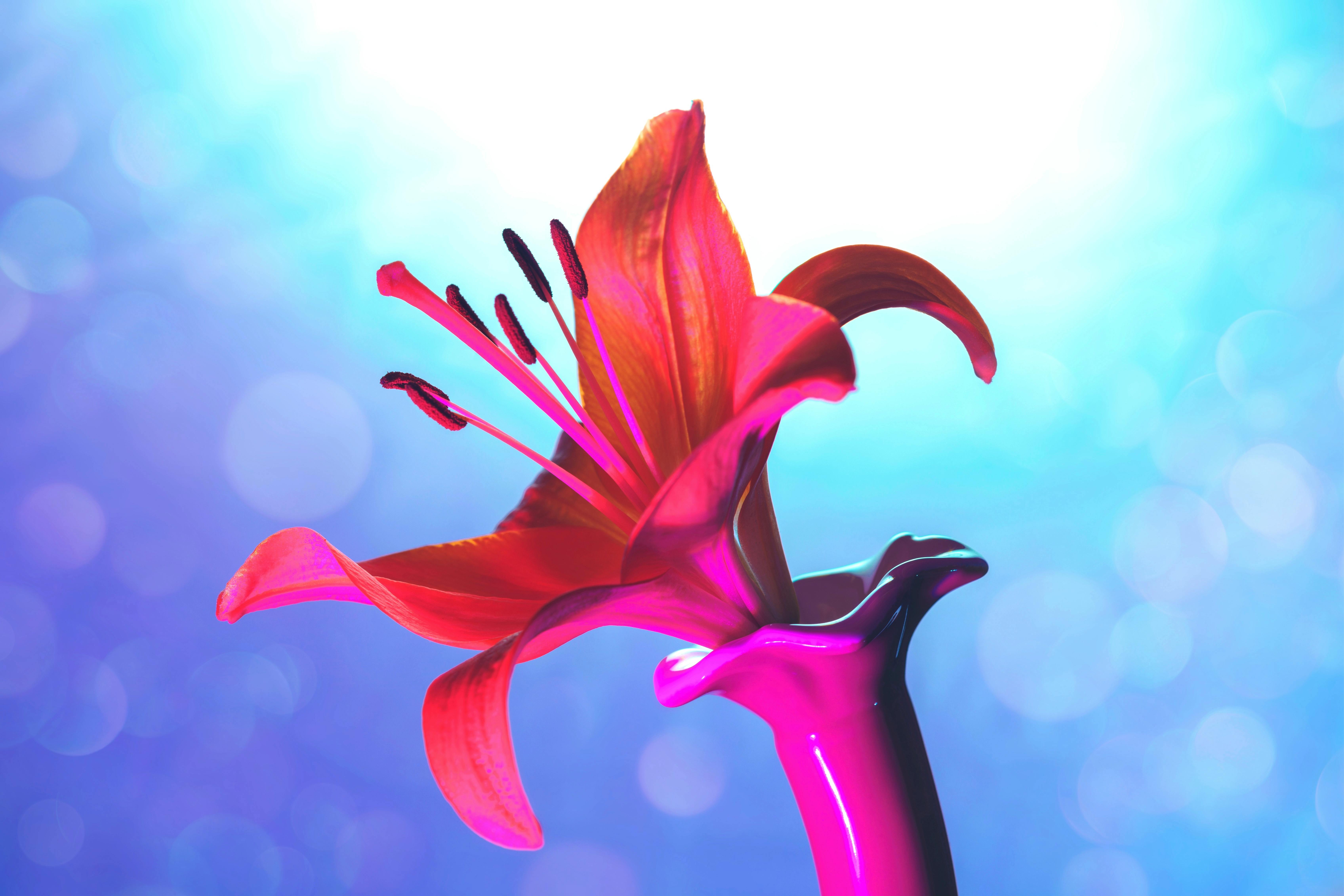 Red Lilly Wallpapers - Top Free Red Lilly Backgrounds - WallpaperAccess