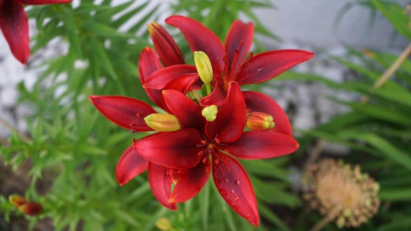 1600x900 Types of Red Lily Varieties For Your Flowerbeds