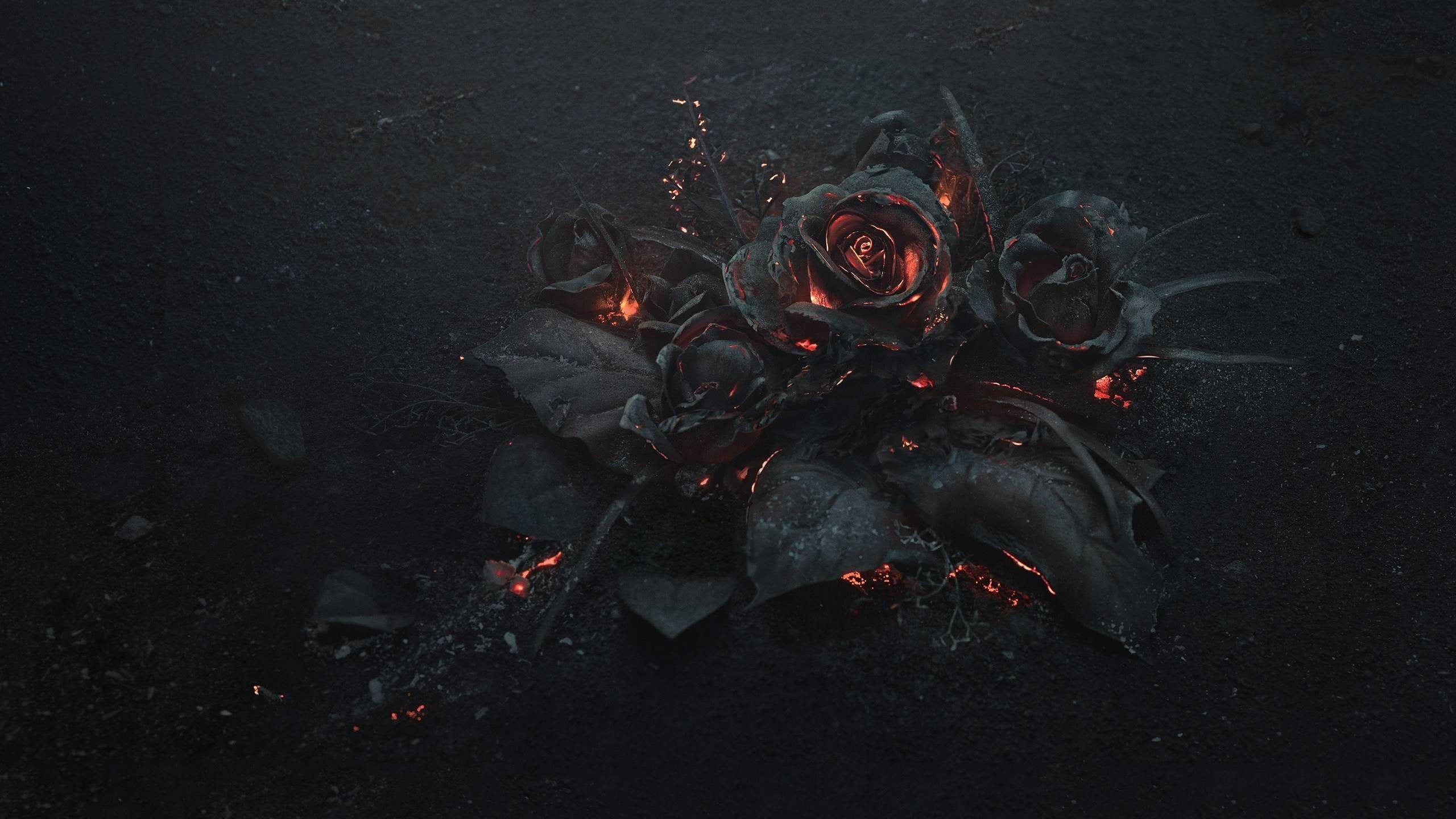 2560x1440 Black rose with flames HD wallpaper