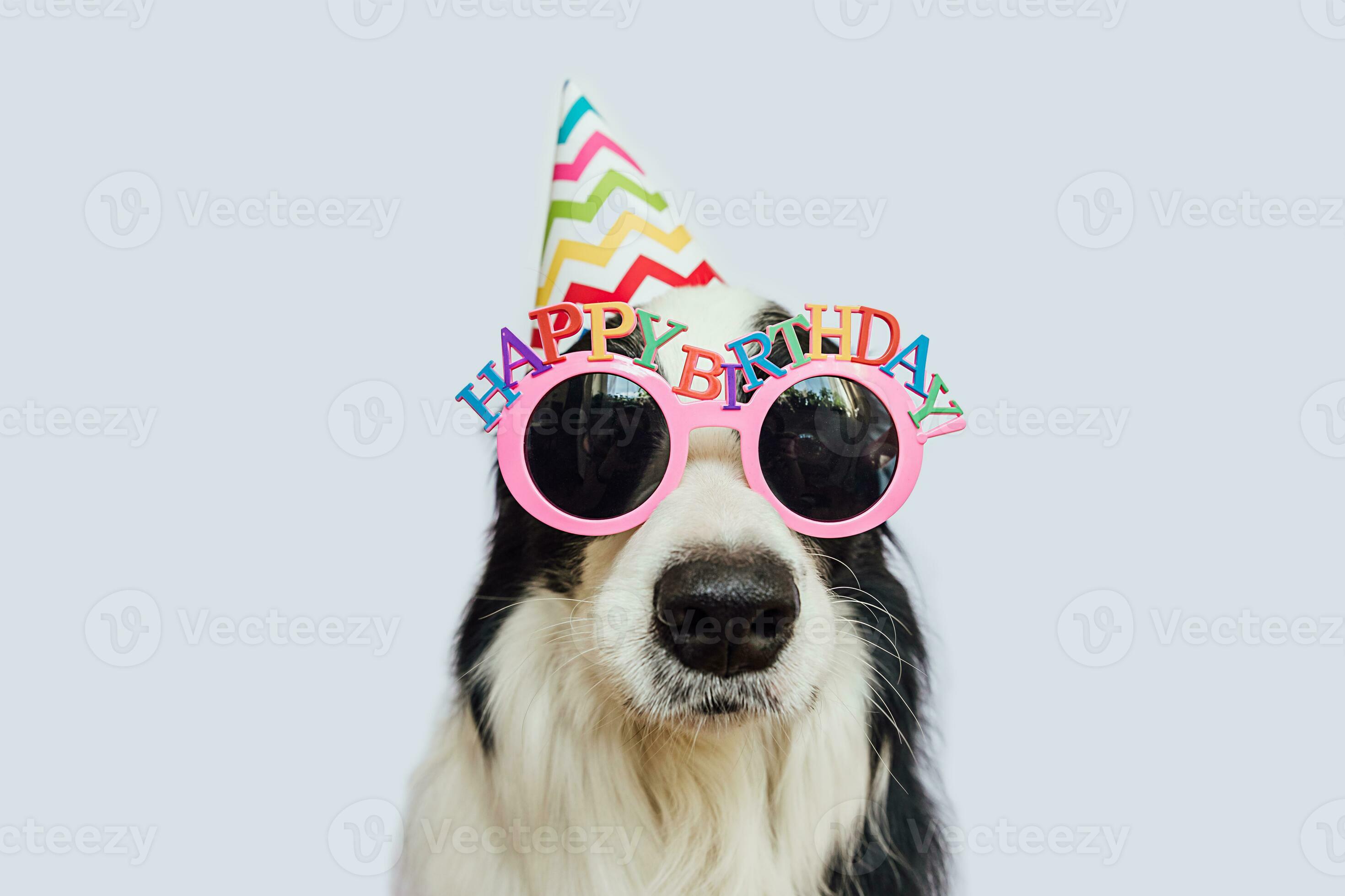2940x1960 Happy Birthday party concept. Funny cute puppy dog border collie wearing birthday silly hat and eyeglasses isolated on white background. Pet dog on Birthday day. Preparation for party. 27761459