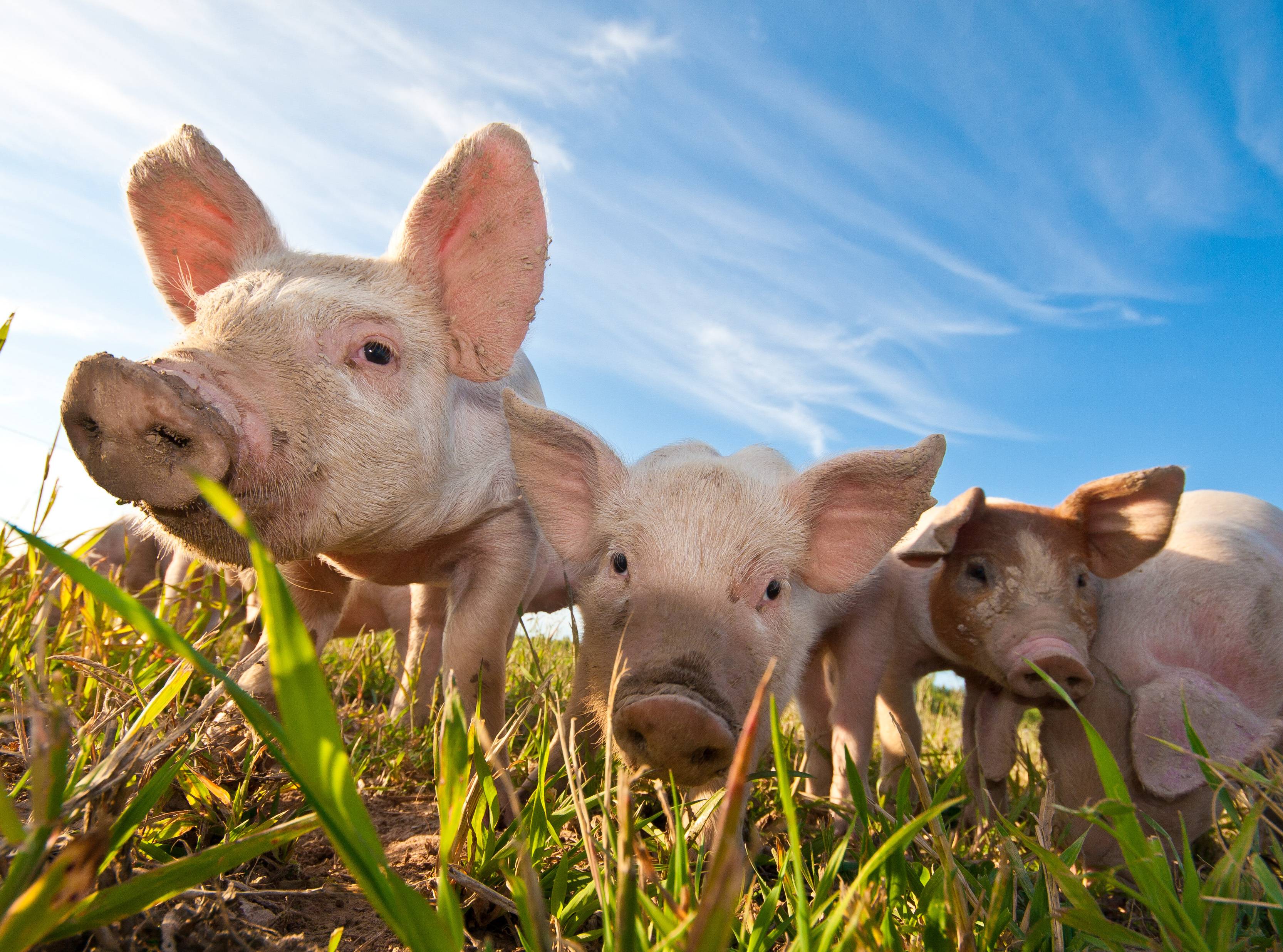 Farming animals. Животноводство свиноводство. Сельскохозяйственные животные. Свиньи. Сельское хозяйство свиноводство.