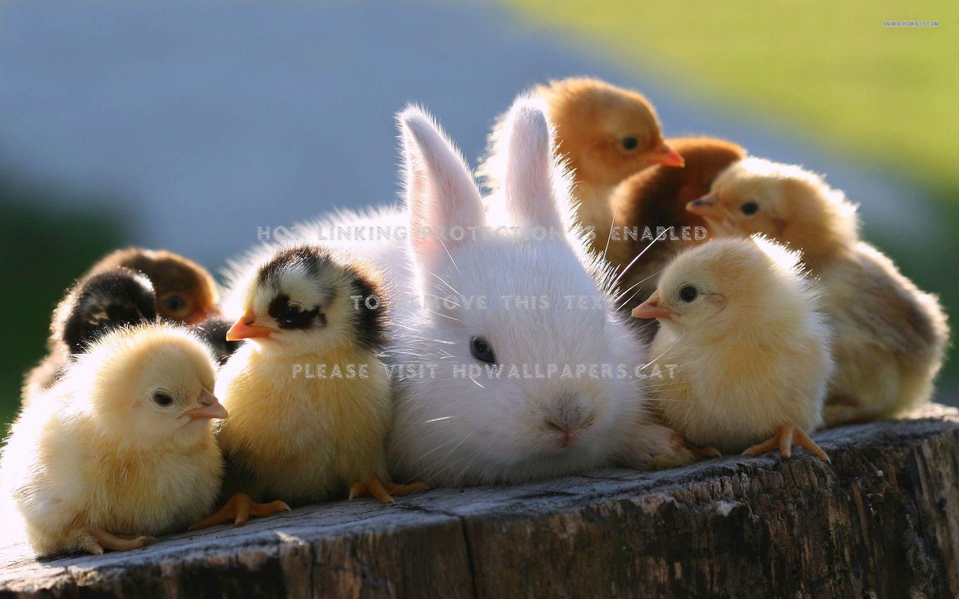 1920x1200 chicks and bunny farm animals pets hens