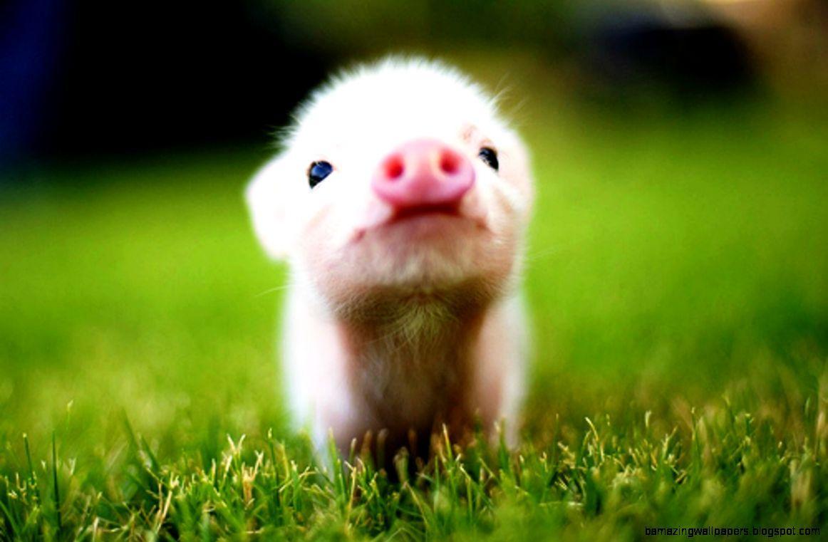 1162x761 Baby Farm Animals Wallpaper