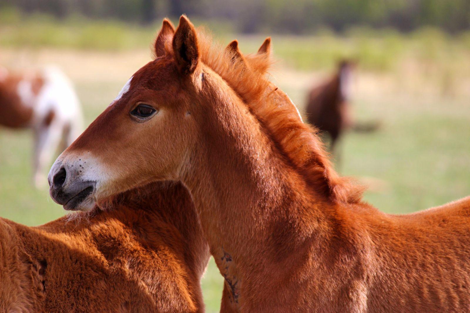 Farm Animals Wallpapers - Top Free Farm Animals Backgrounds