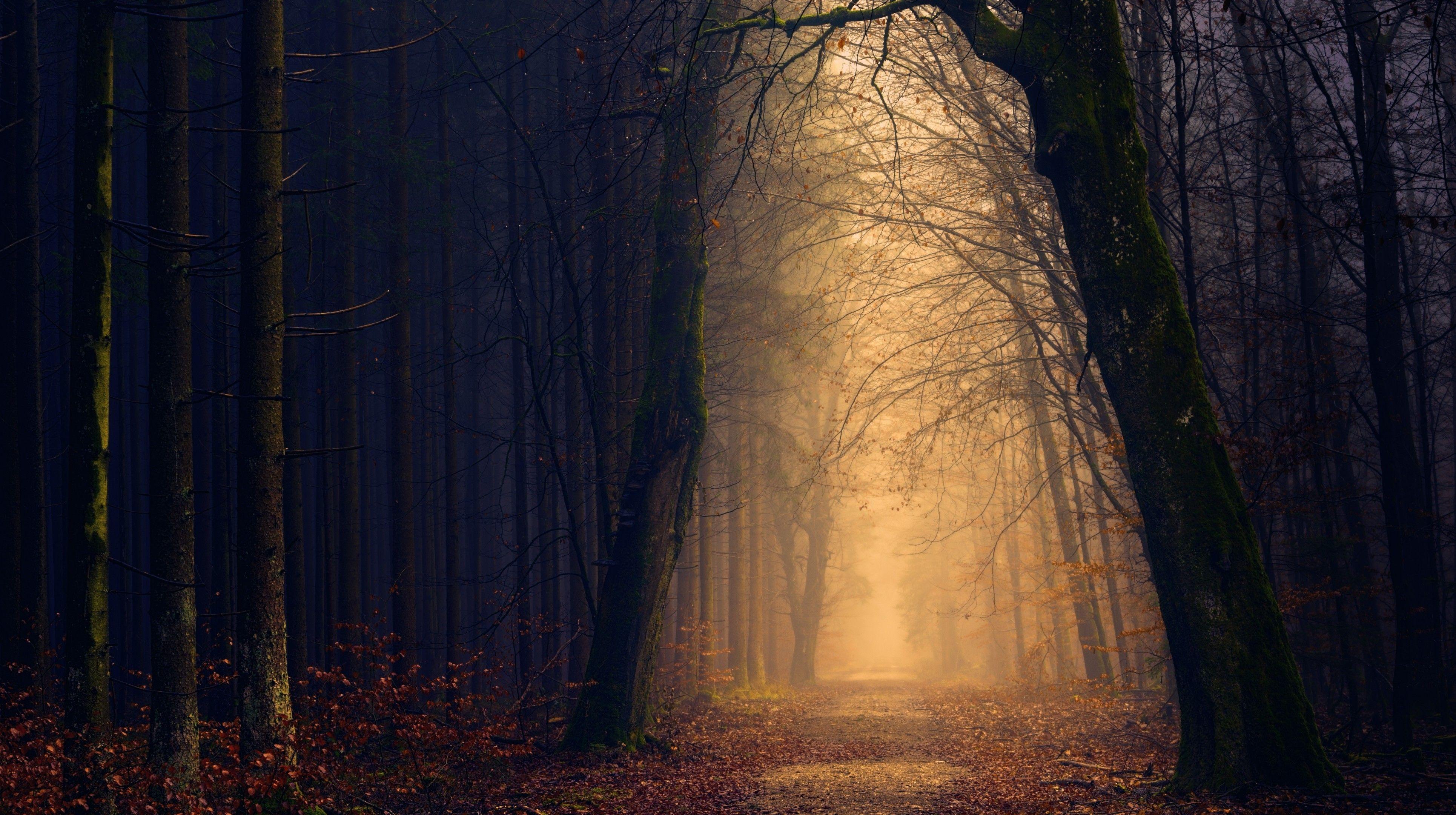 3860x2160 Download 3860x2160 Autumn, Trees, Fall, Park Wallpaper