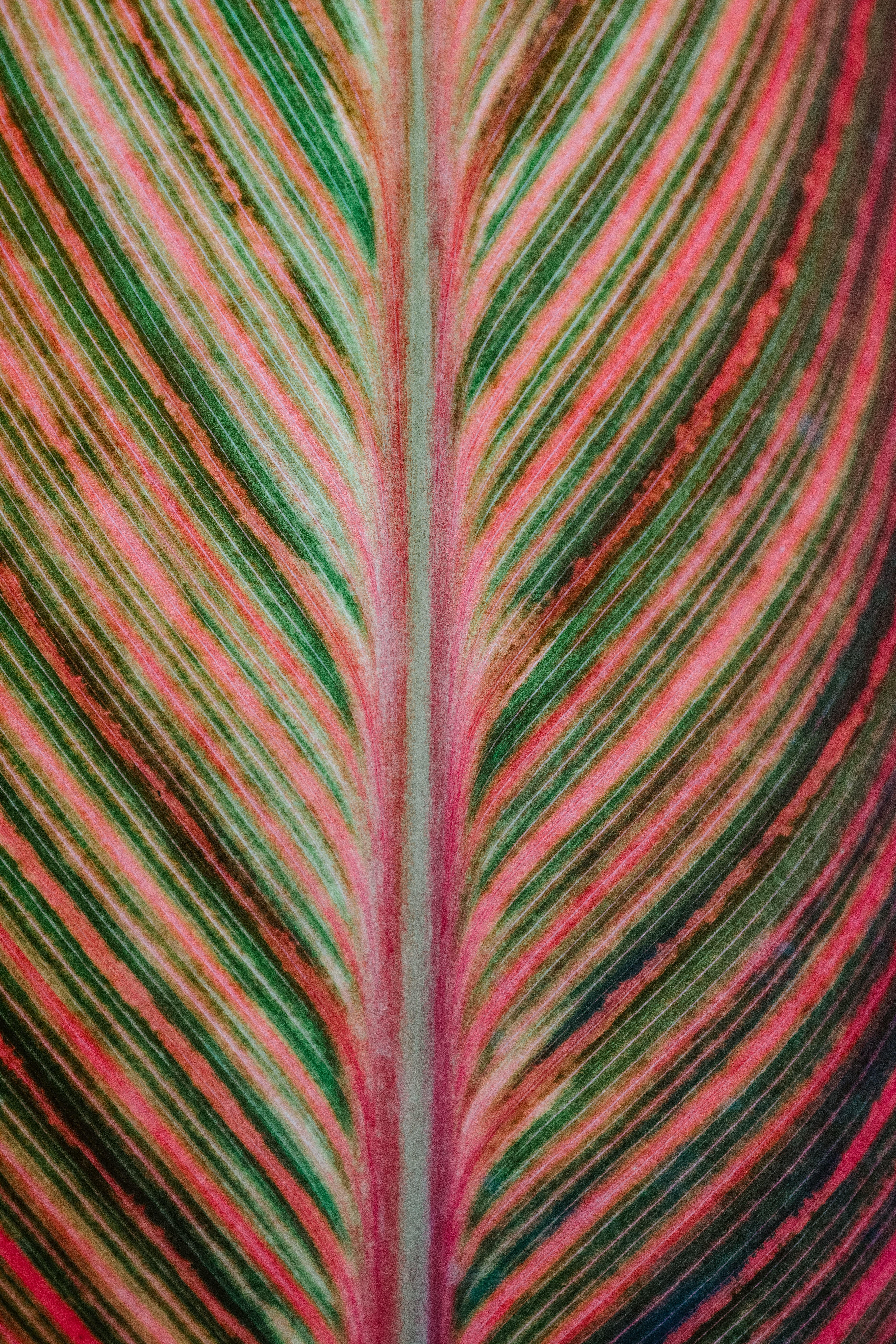5304x7952 Pink And Green iPhone