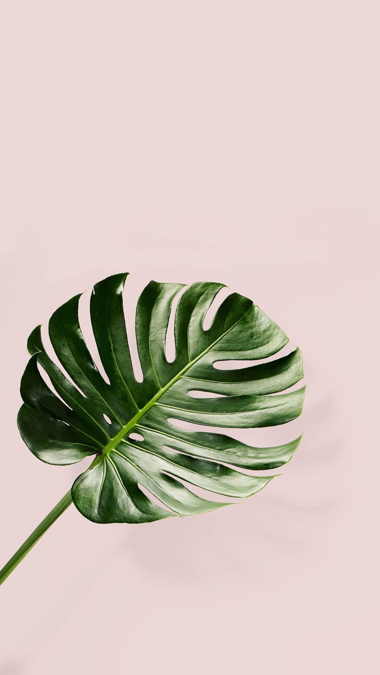 Pink Tropical Leaves Wallpapers Top Free Pink Tropical Leaves