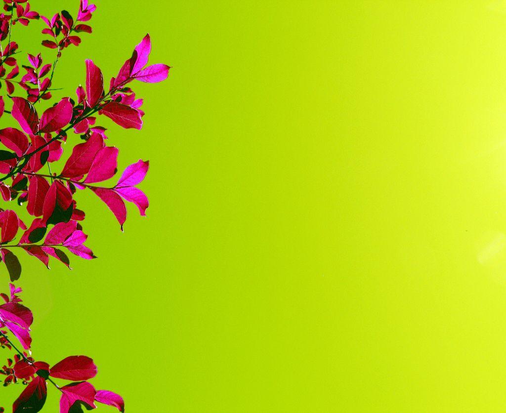 1024x836 Green and Pink Roses Wallpaper. Pretty