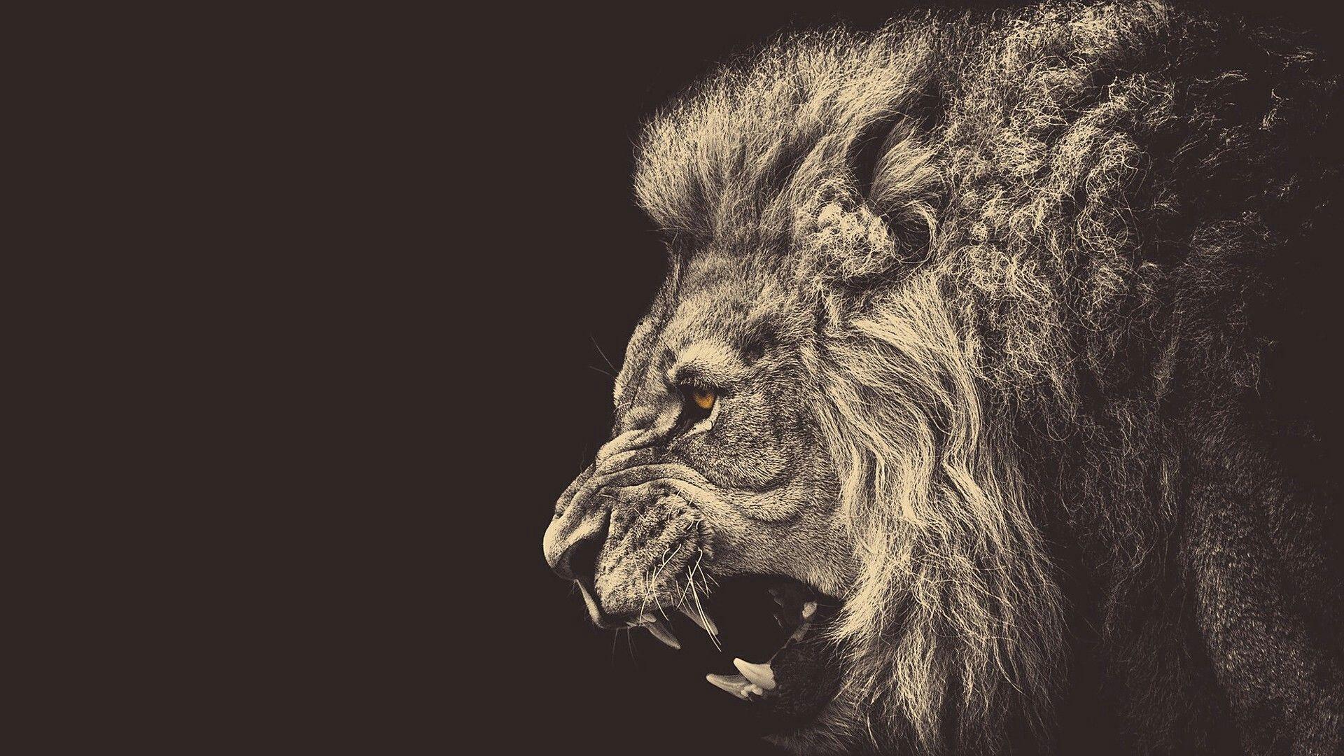 1920x1080 Savage Lion là yêu thích của tôi.  Hình nền Lion HD, Hình nền sư tử, Sư tử đầy màu sắc