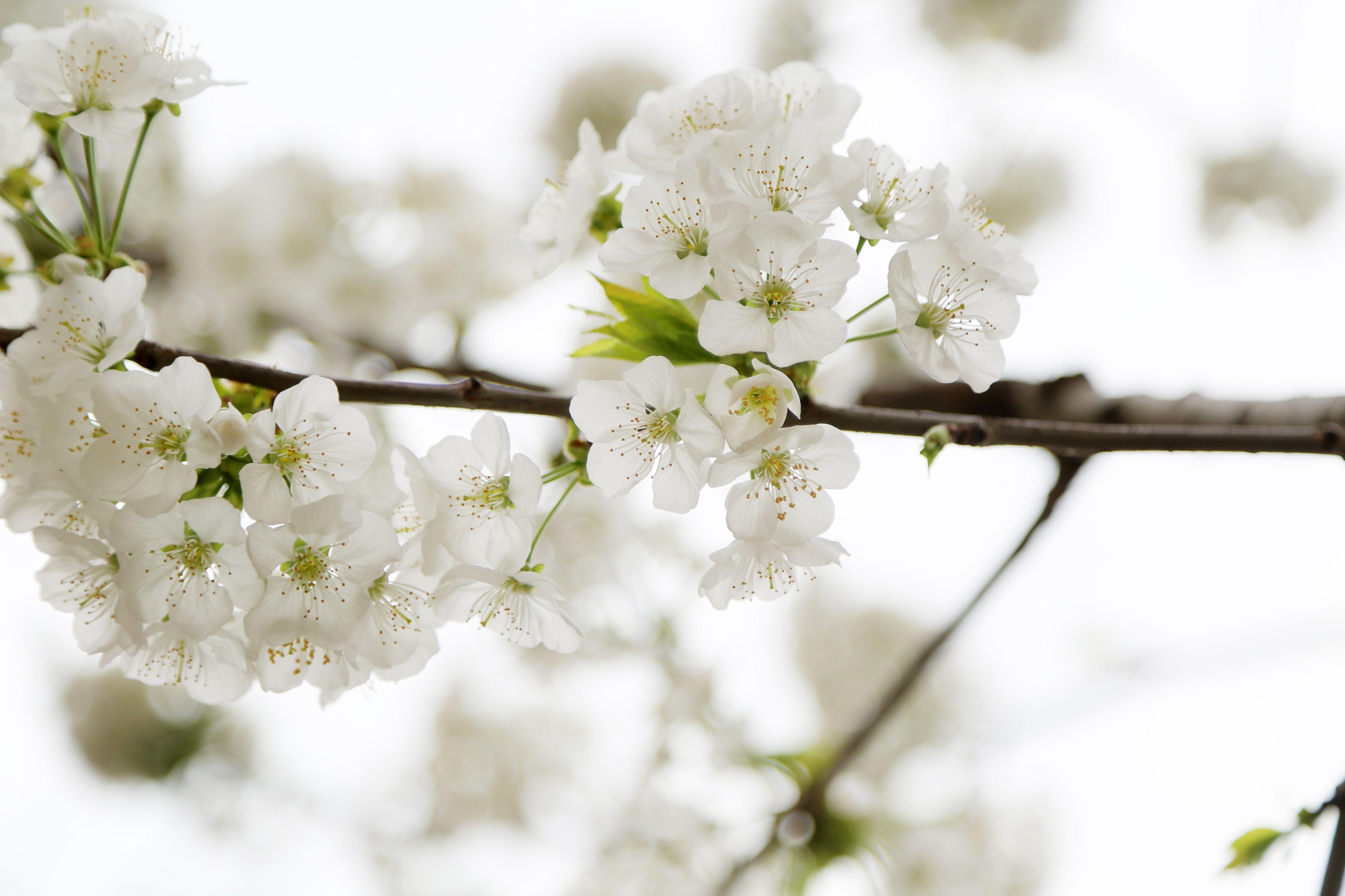 Apple Blossom Wallpapers - Top Free Apple Blossom Backgrounds