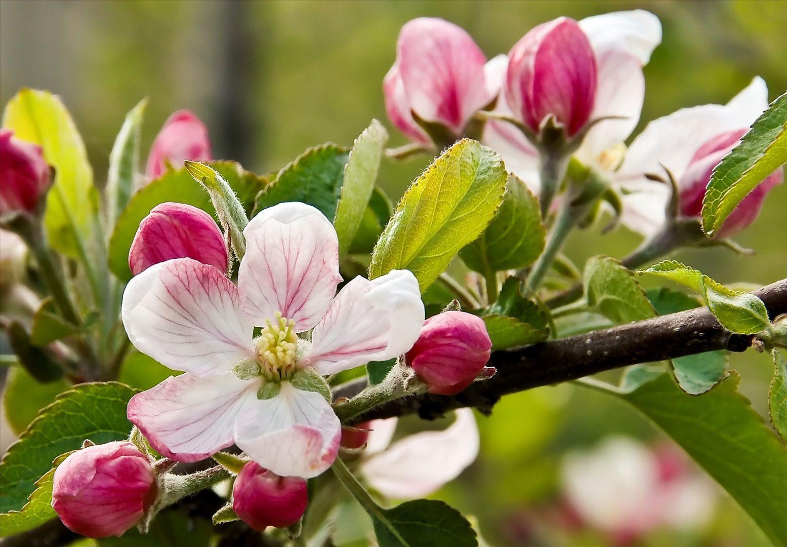 Apple Blossom Wallpapers - Top Free Apple Blossom Backgrounds