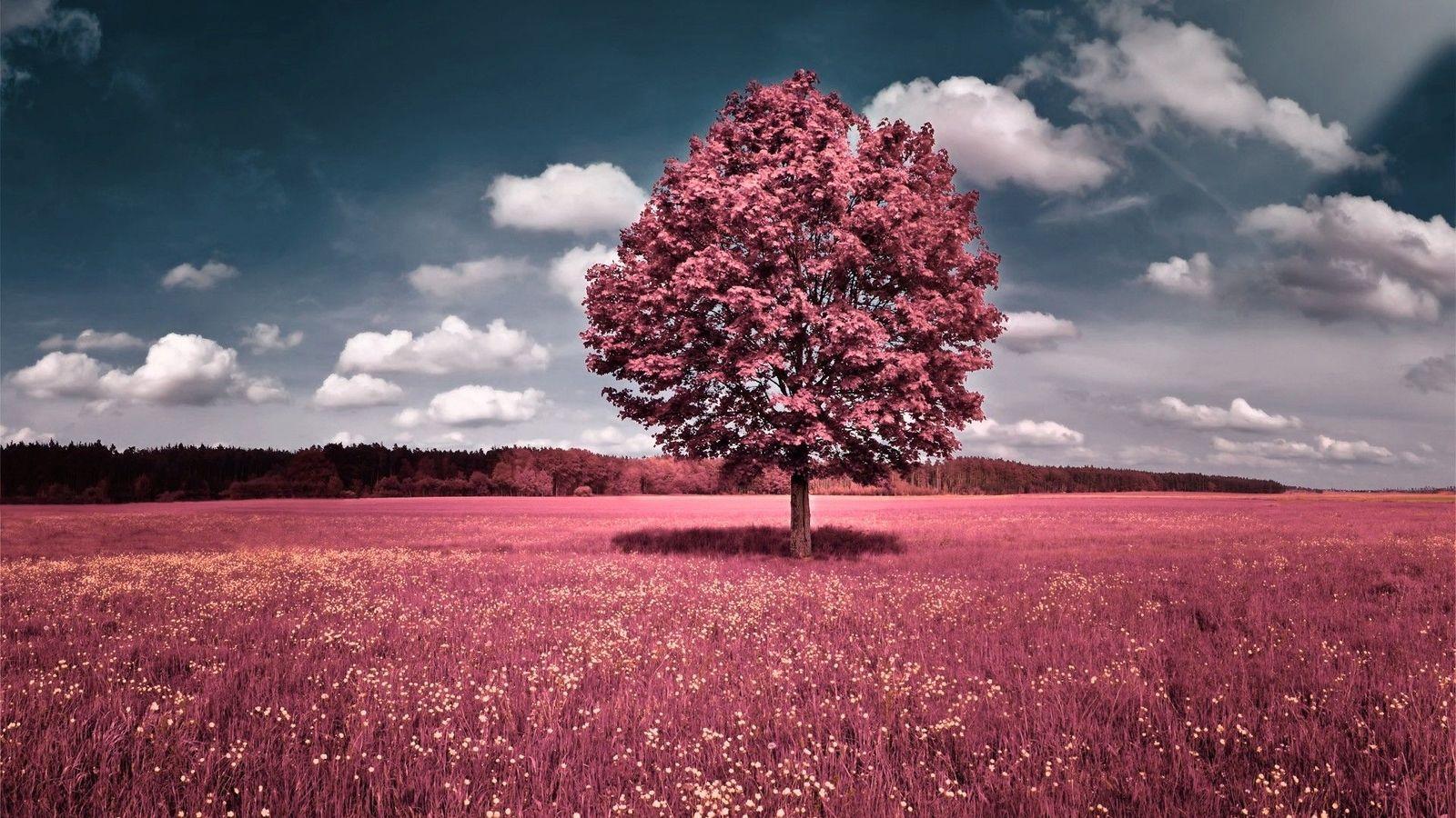 1600x900 Natural scenery Wallpaper Download 49623 landscape