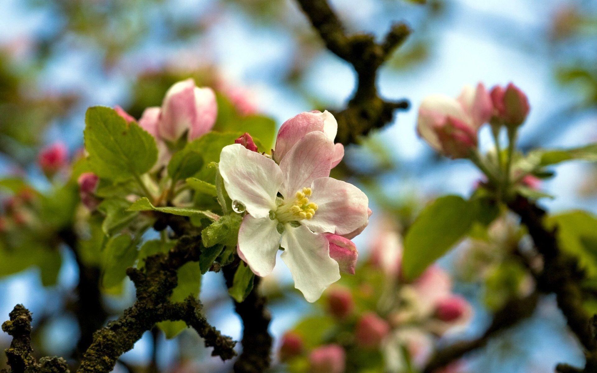 Apple Blossom Wallpapers - Top Free Apple Blossom Backgrounds