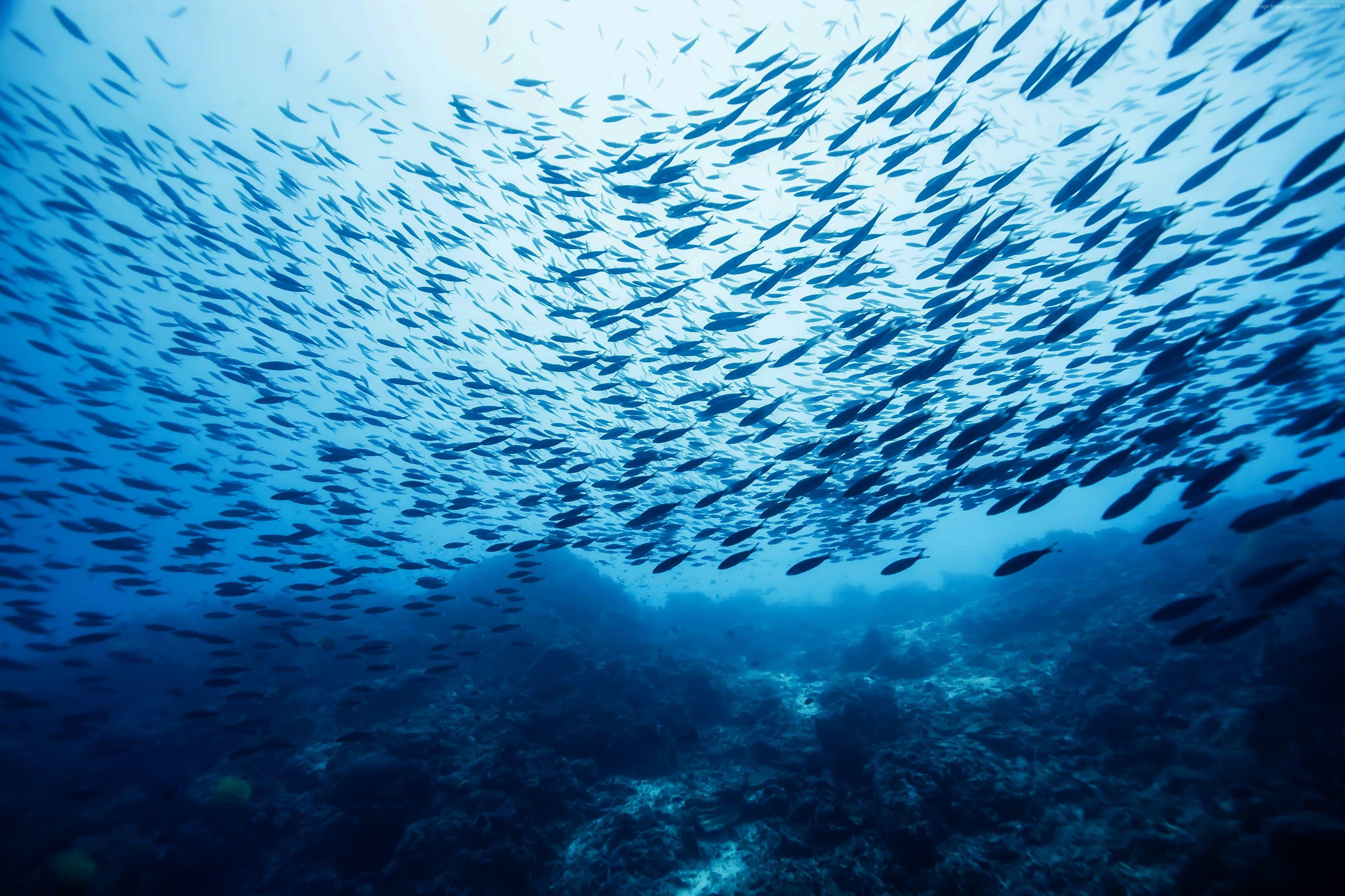 Underwater Fish Wallpapers Top Free Underwater Fish Backgrounds