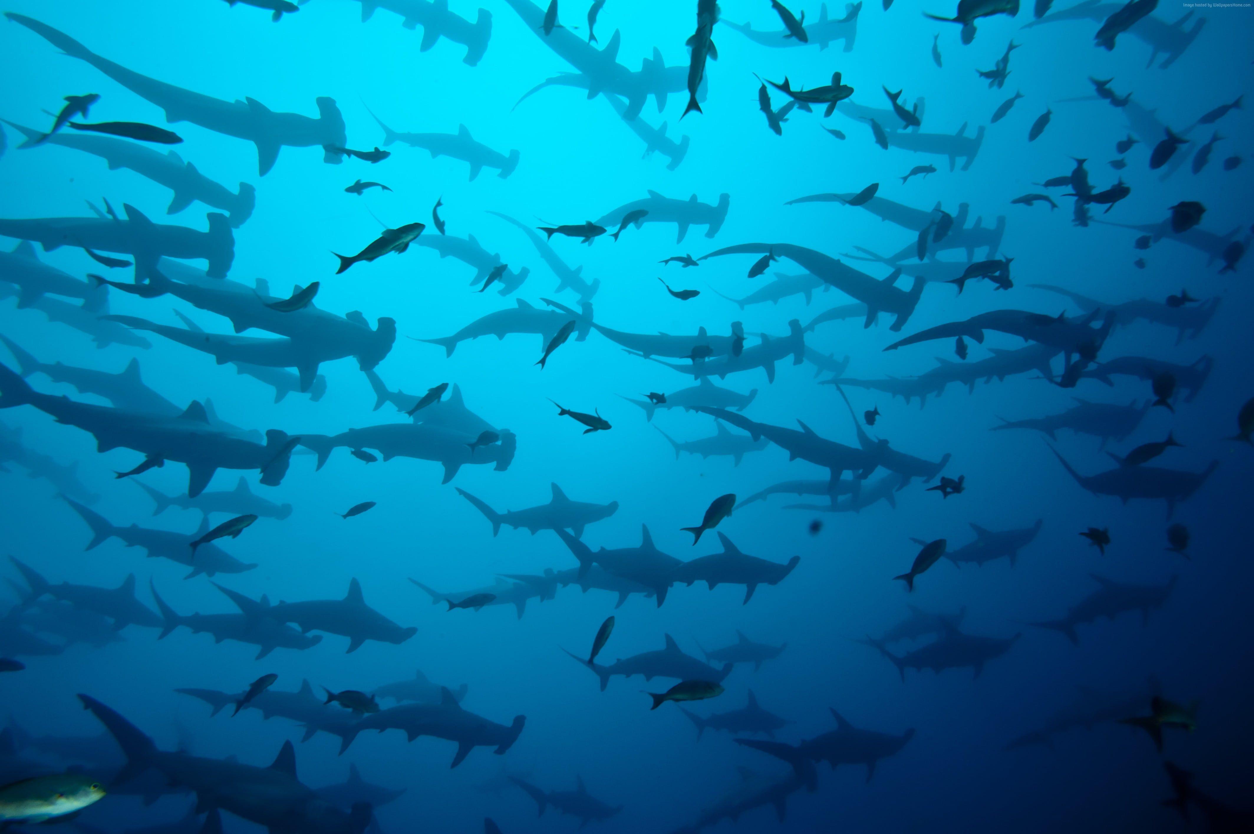 4255x2831 School of hammer head sharks HD wallpaper