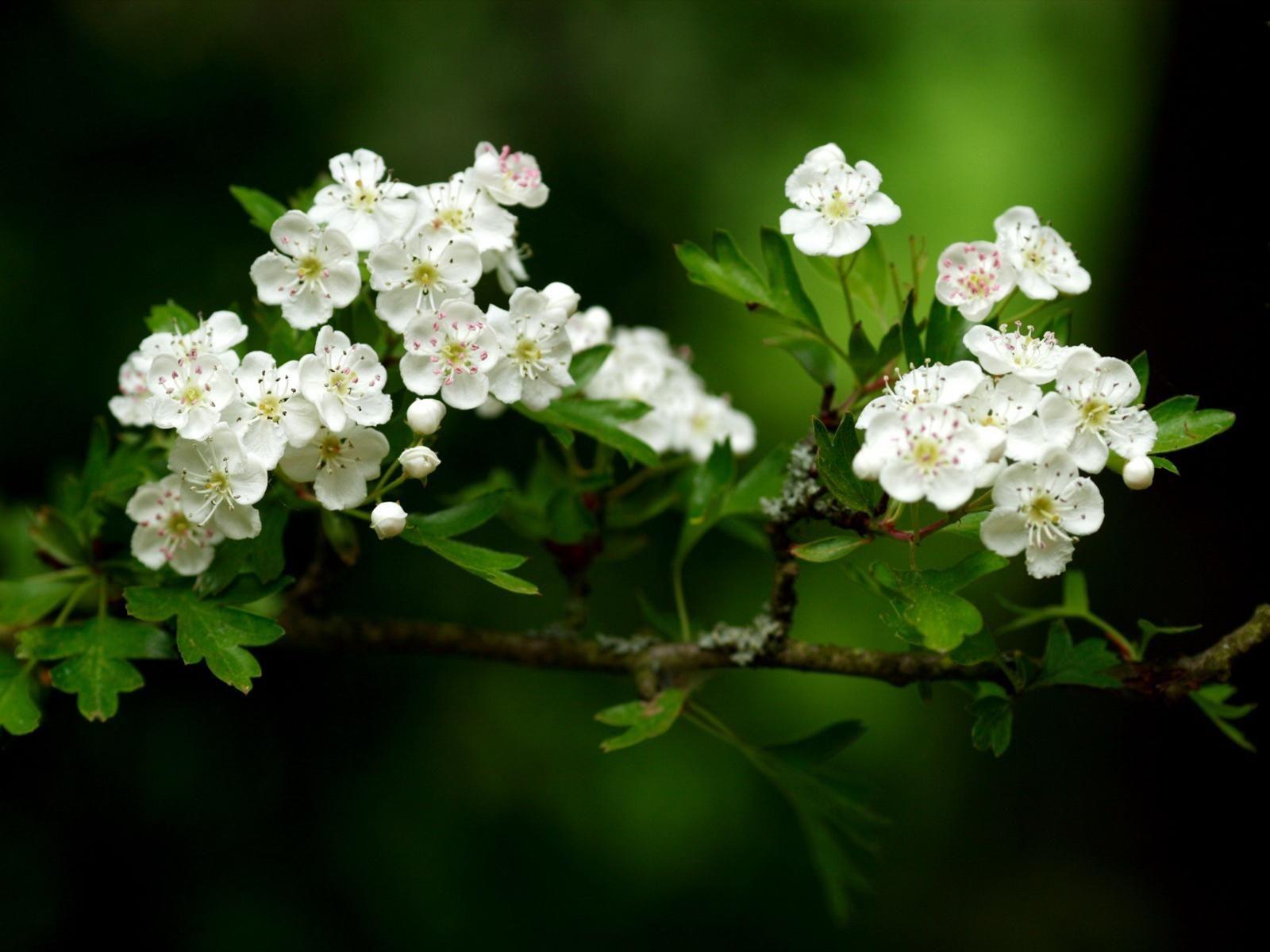 1600x1200 hd apple blossom image