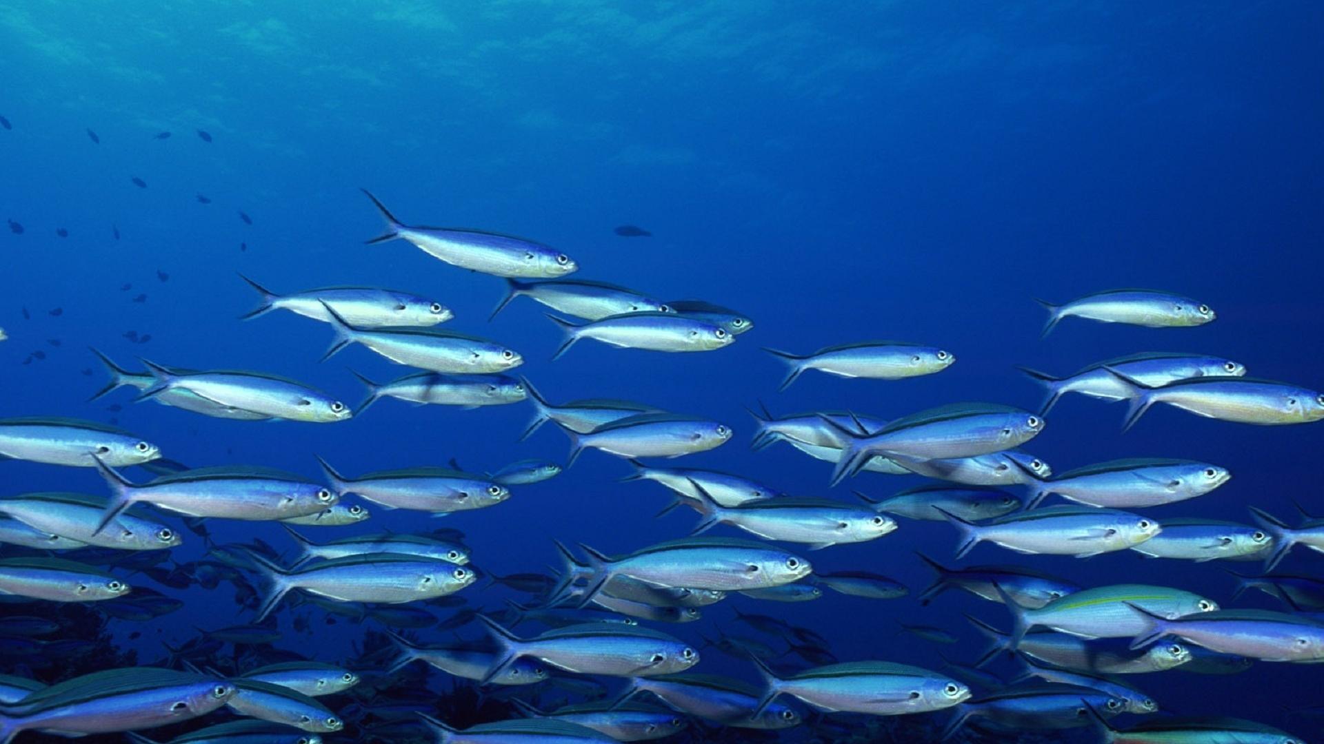1920x1080 Animals fish school wallpaper