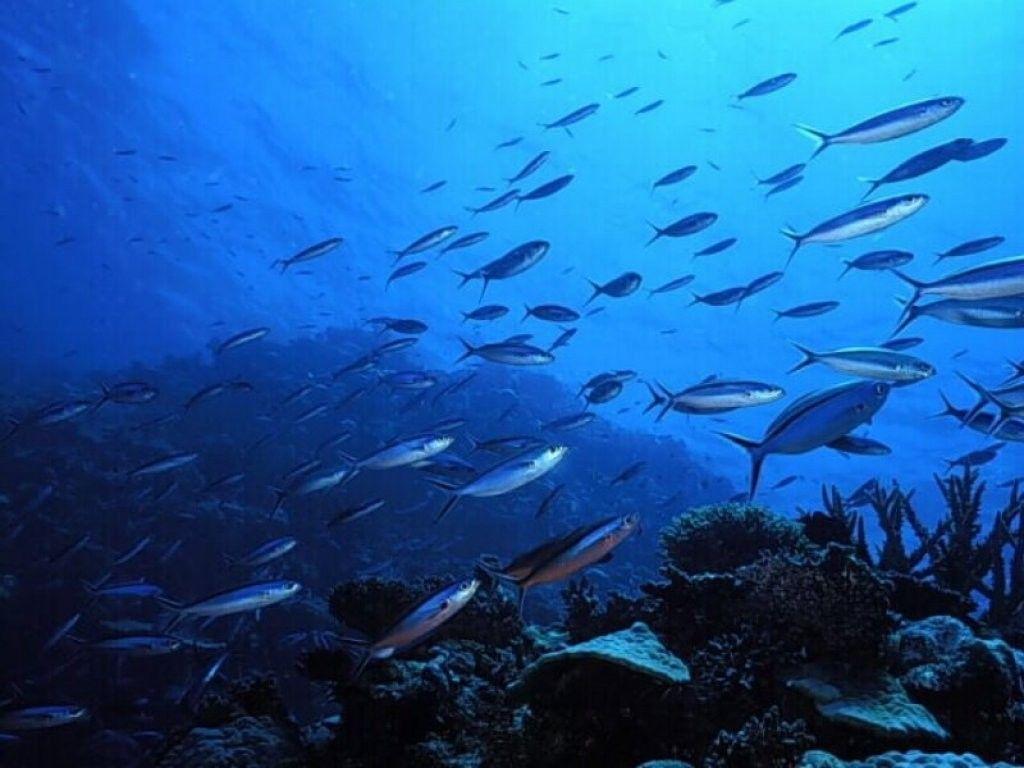 1024x768 Fish Swimming Ocean School Coral Blue Aquarium Live Wallpaper Free