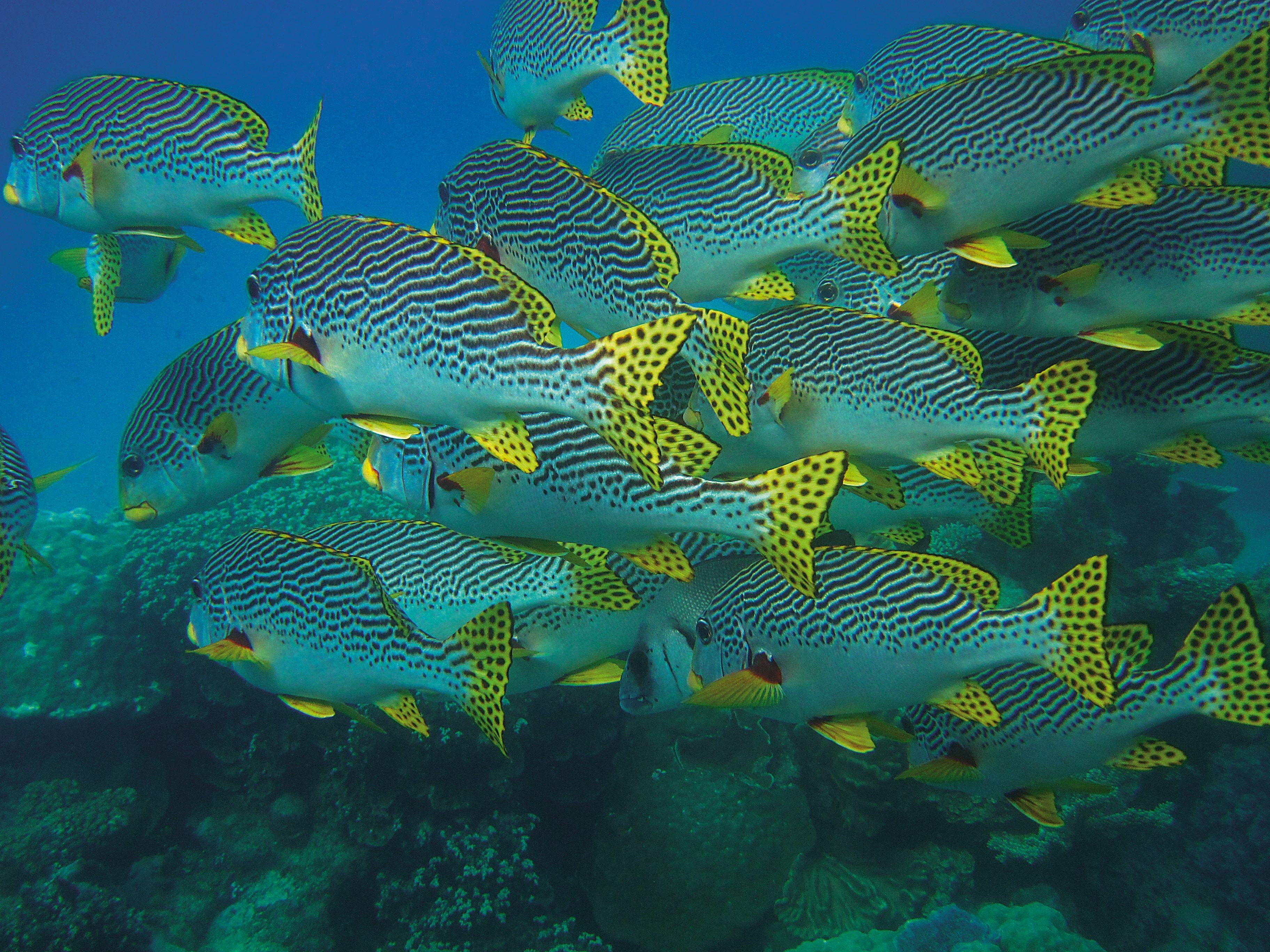 3648x2736 blue school of fish free image