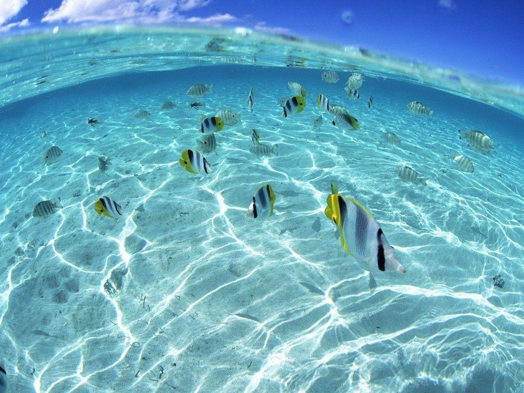 1024x768 Fish: Sky Water Clear Fish Blue School Nature Animals Hawaii Sea