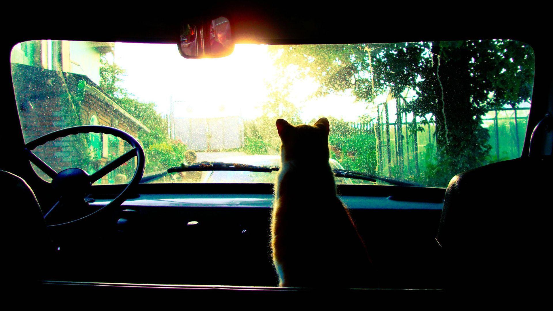 1920x1080 Landscape Photography Tumblr Wallpaper HD 1080p. Cat Cat ! 3