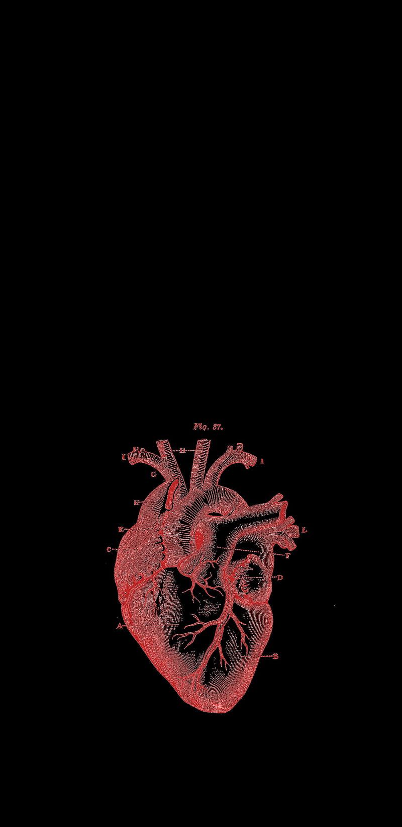 800x1644 Medical Heart, anatomical, black, heart, medical, red, HD phone wallpaper