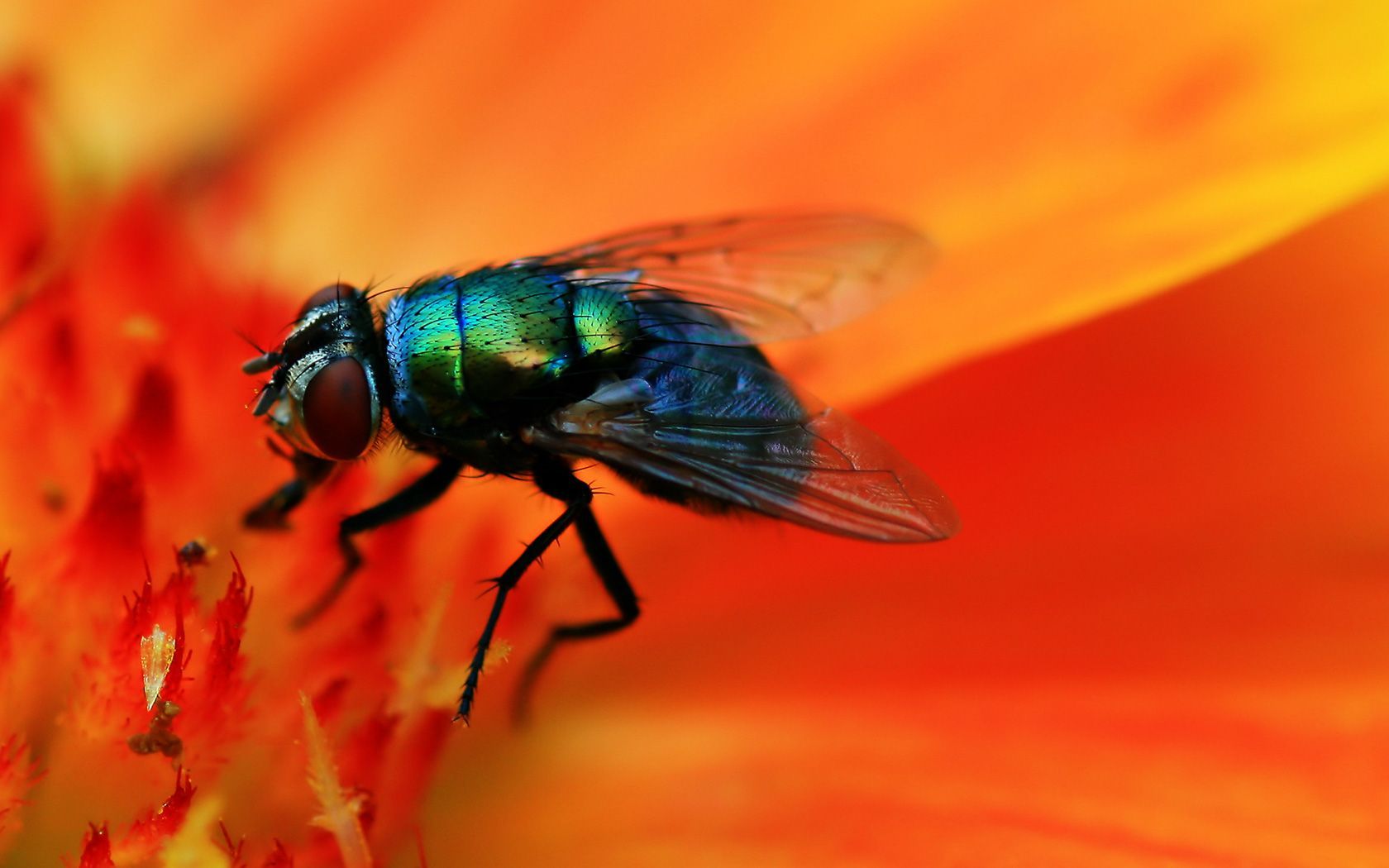1680x1050 Download Blowfly Animal Fly Wallpaper