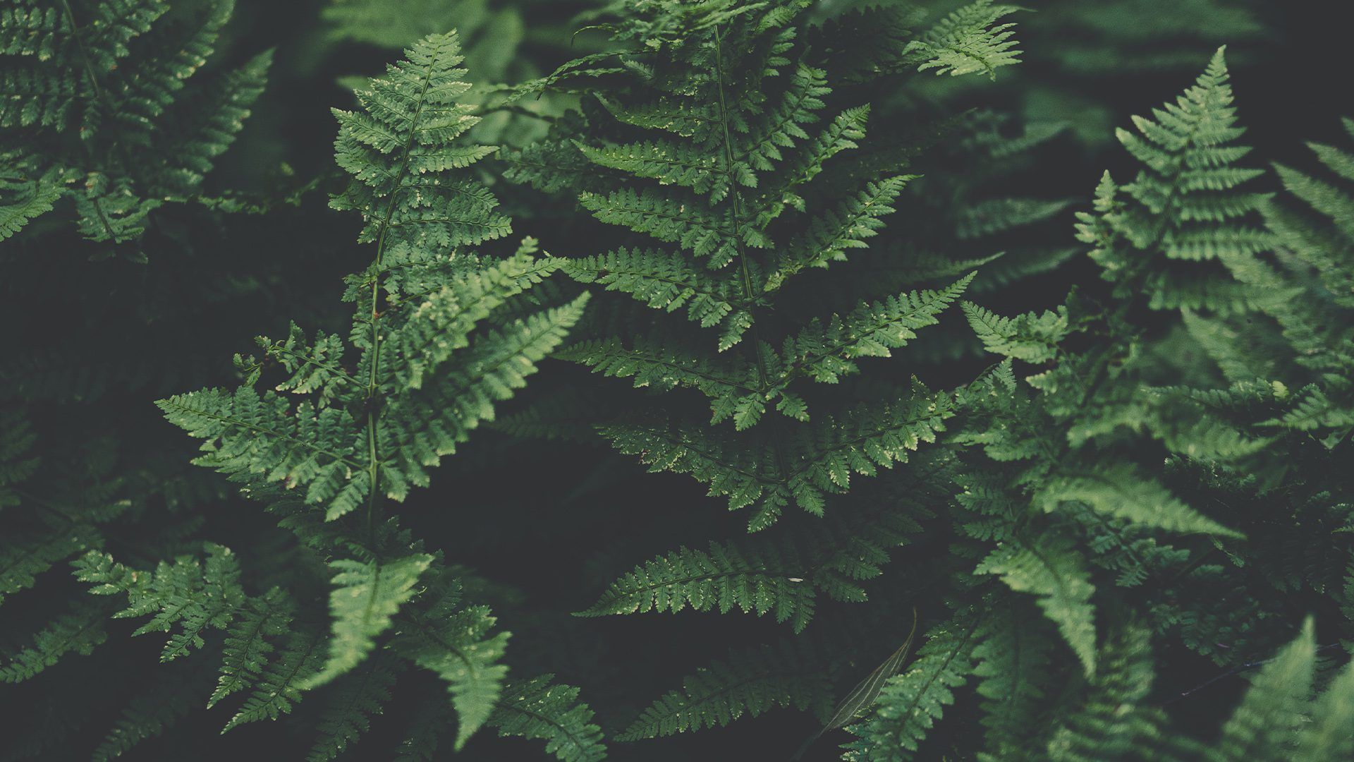 1920x1080 Sustainability