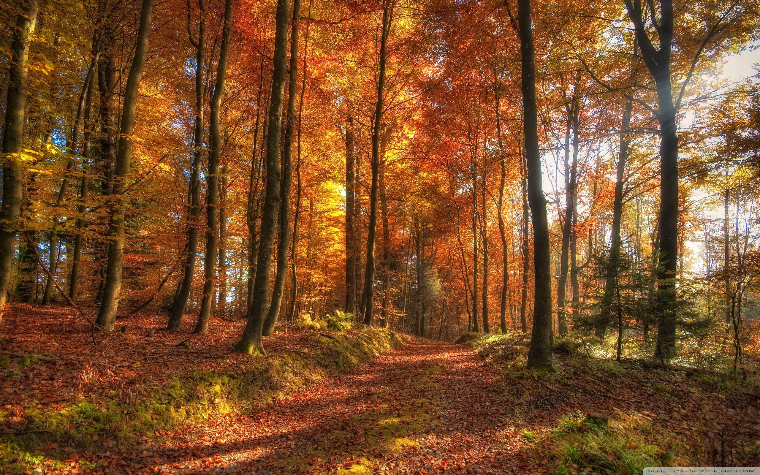 Fall Autumn Forest Wallpapers Top Free Fall Autumn Forest Backgrounds Fall Autumn Forest Wallpapers Top Free Fall Autumn Forest Backgrounds