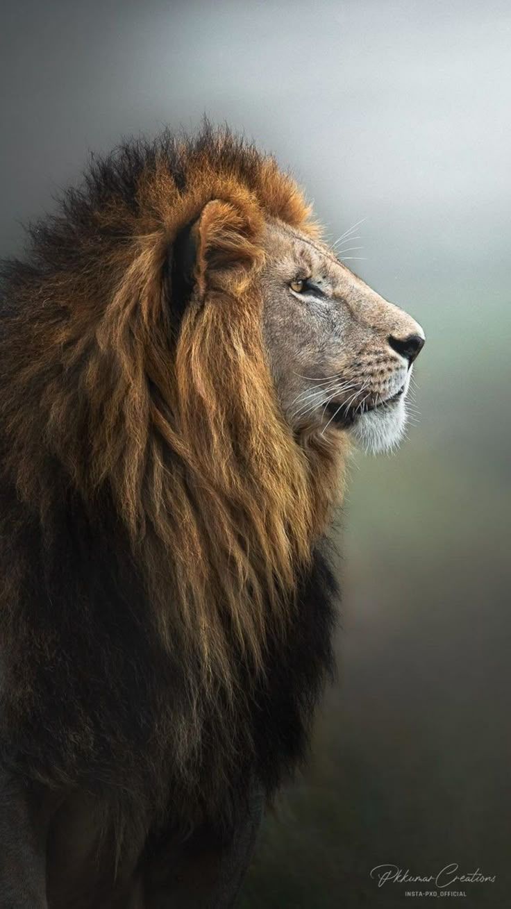 736x1309 Lion HD wallpaper