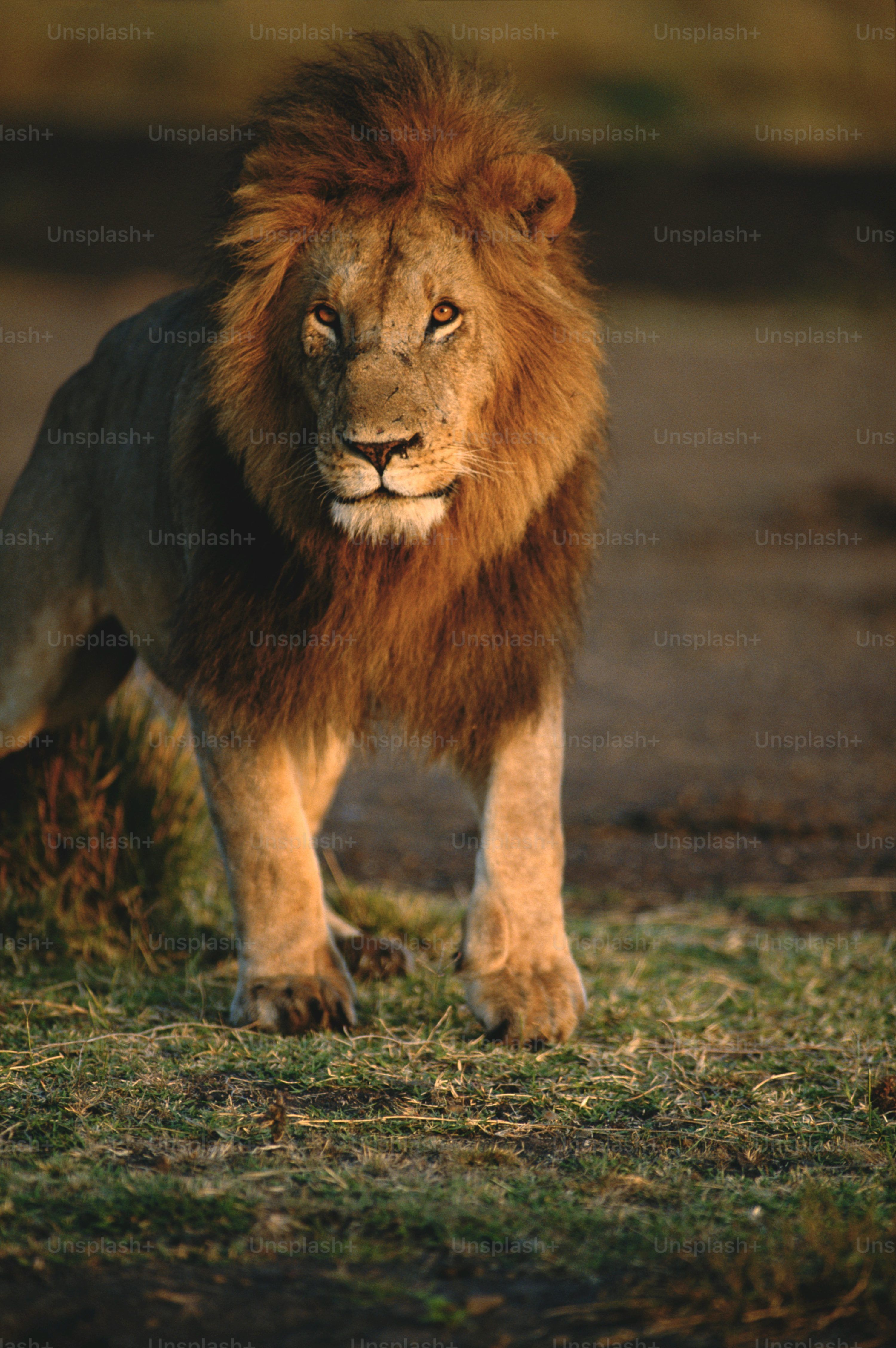 3000x4513 Lion King Picture. Download Free Image
