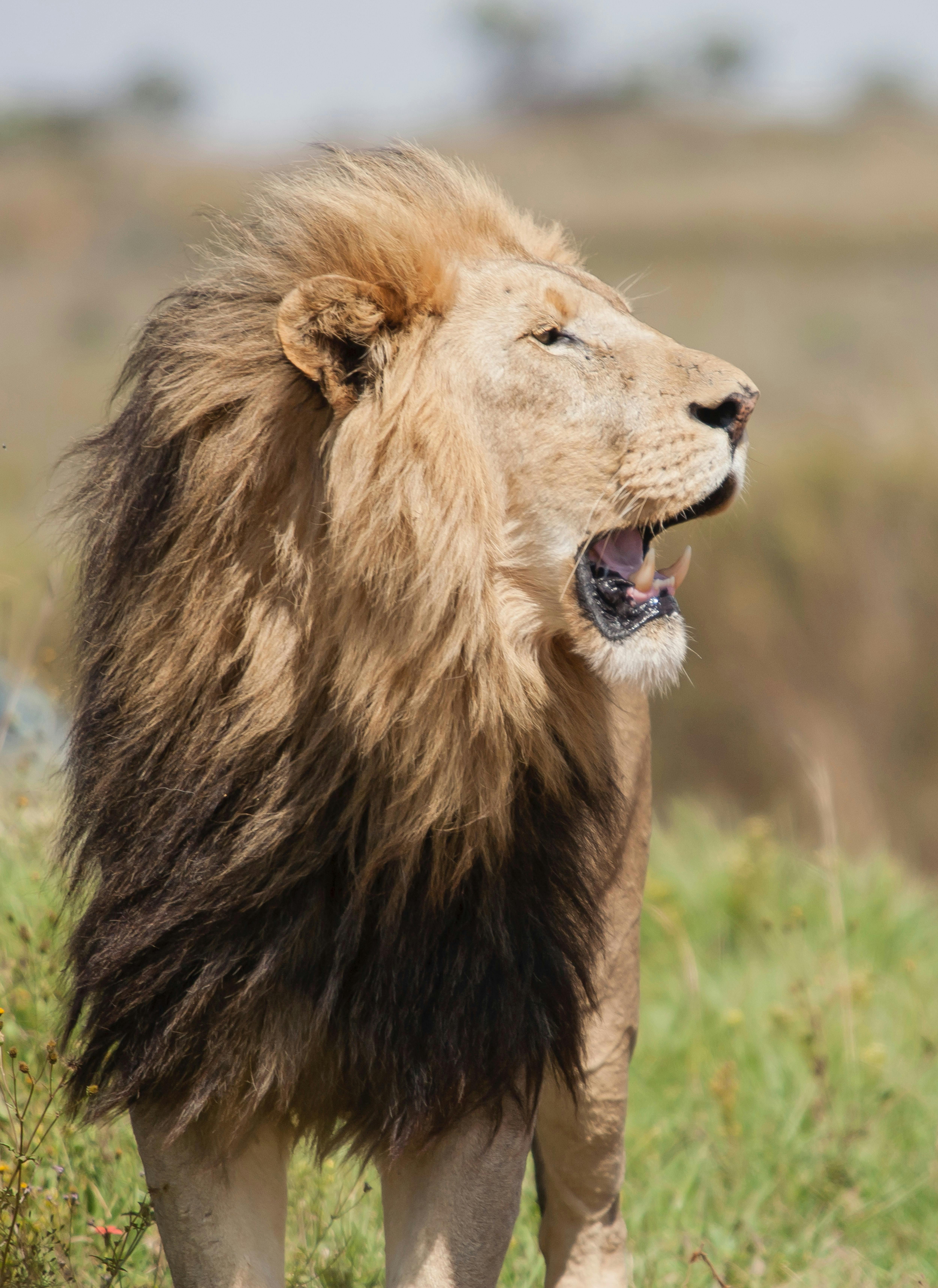 5000x6868 A Lion on a Grassy Field · Free