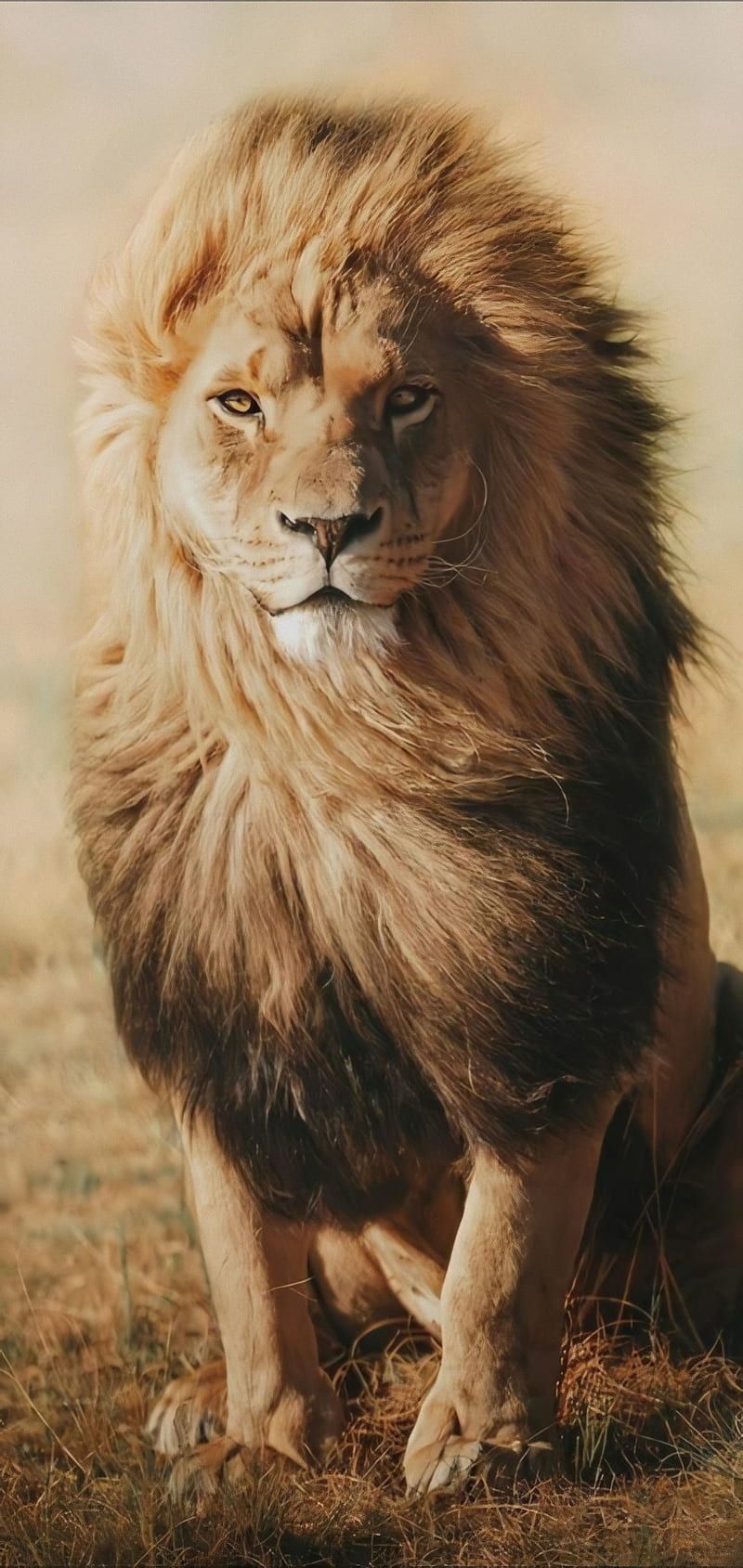 800x1689 HD standing on lion wallpaper