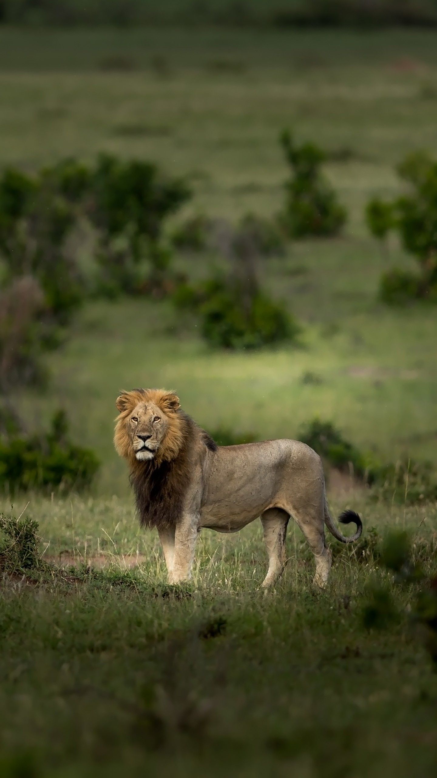 1440x2560 Lion Is Standing On Grass In Green Trees Bushes Background 4K 5K HD Lion Wallpaper