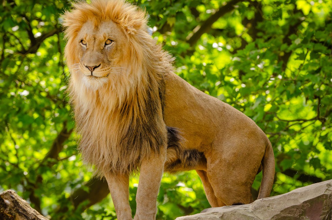 1132x750 Mufasa Lion King · Free