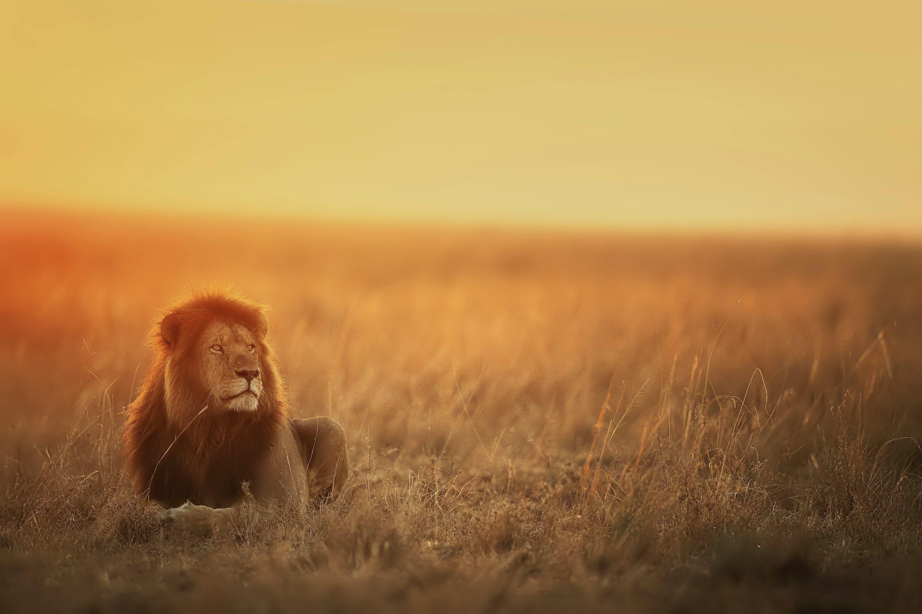 3000x2000 Lion lying on brown grass field during sunset photo