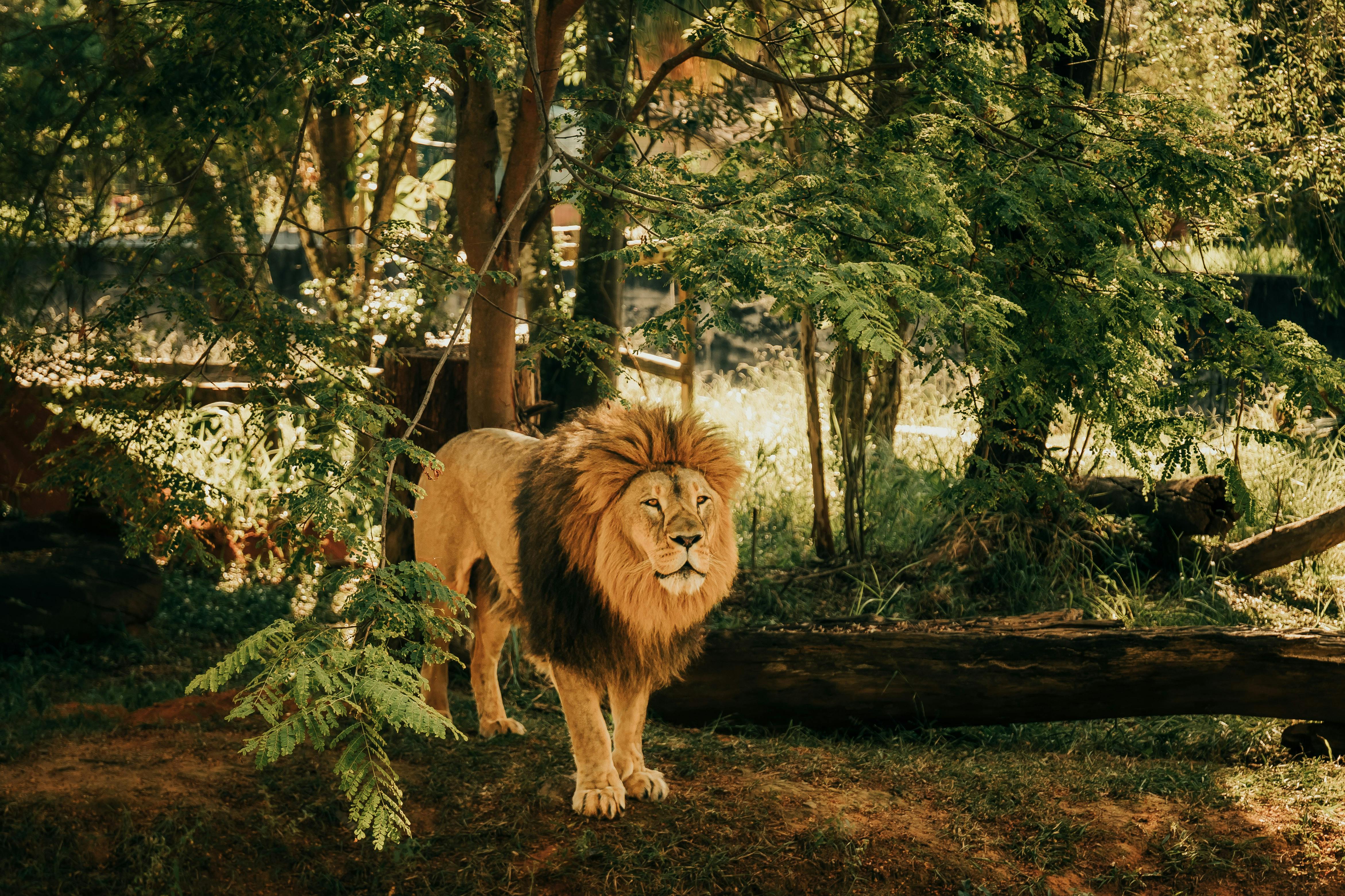 4685x3123 Lion Standing in Tree Shade · Free
